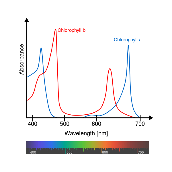 photosynthesis What types of light can't a plant photosynthesize in
