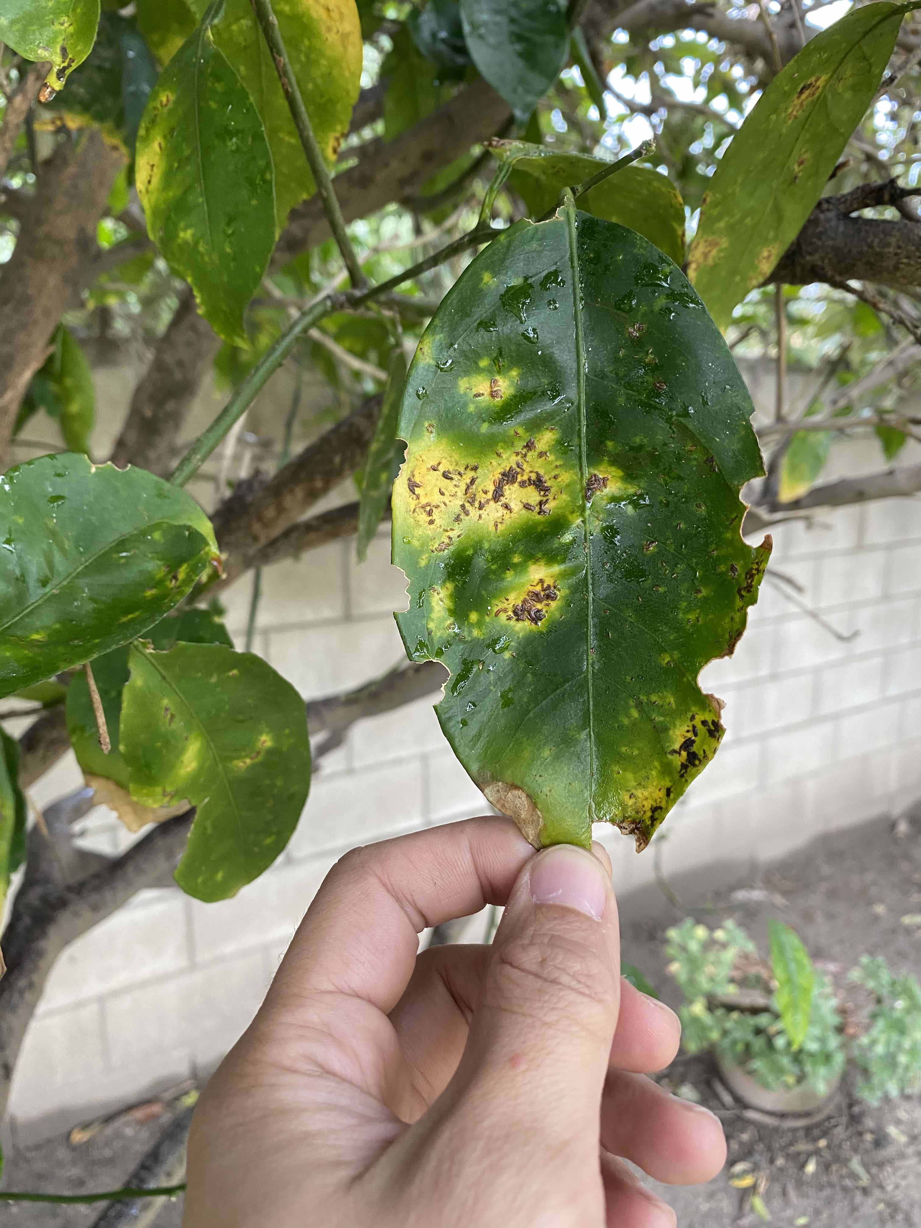 diagnosis What's killing my orange tree? Gardening & Landscaping
