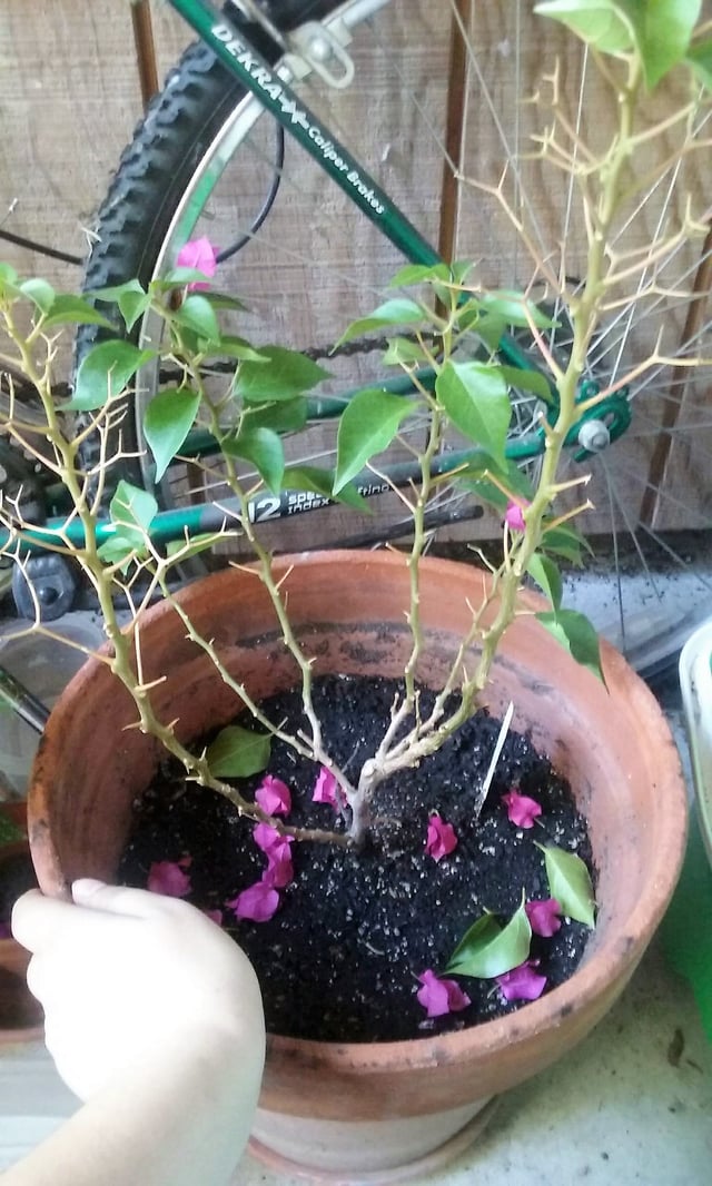 wilt Why has my bougainvillea lost almost all of its leaves? Gardening & Landscaping Stack