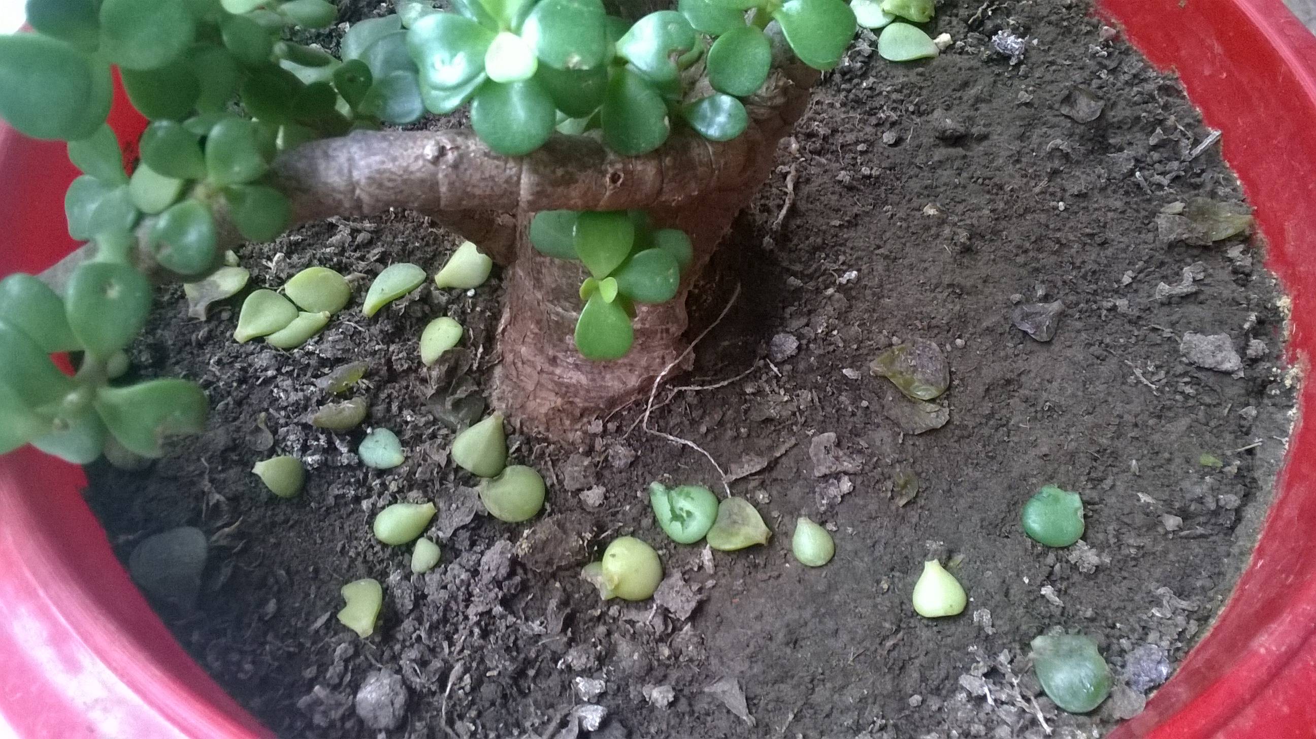 diagnosis Why is my Dwarf Jade plant dropping more than dozens of leaves?