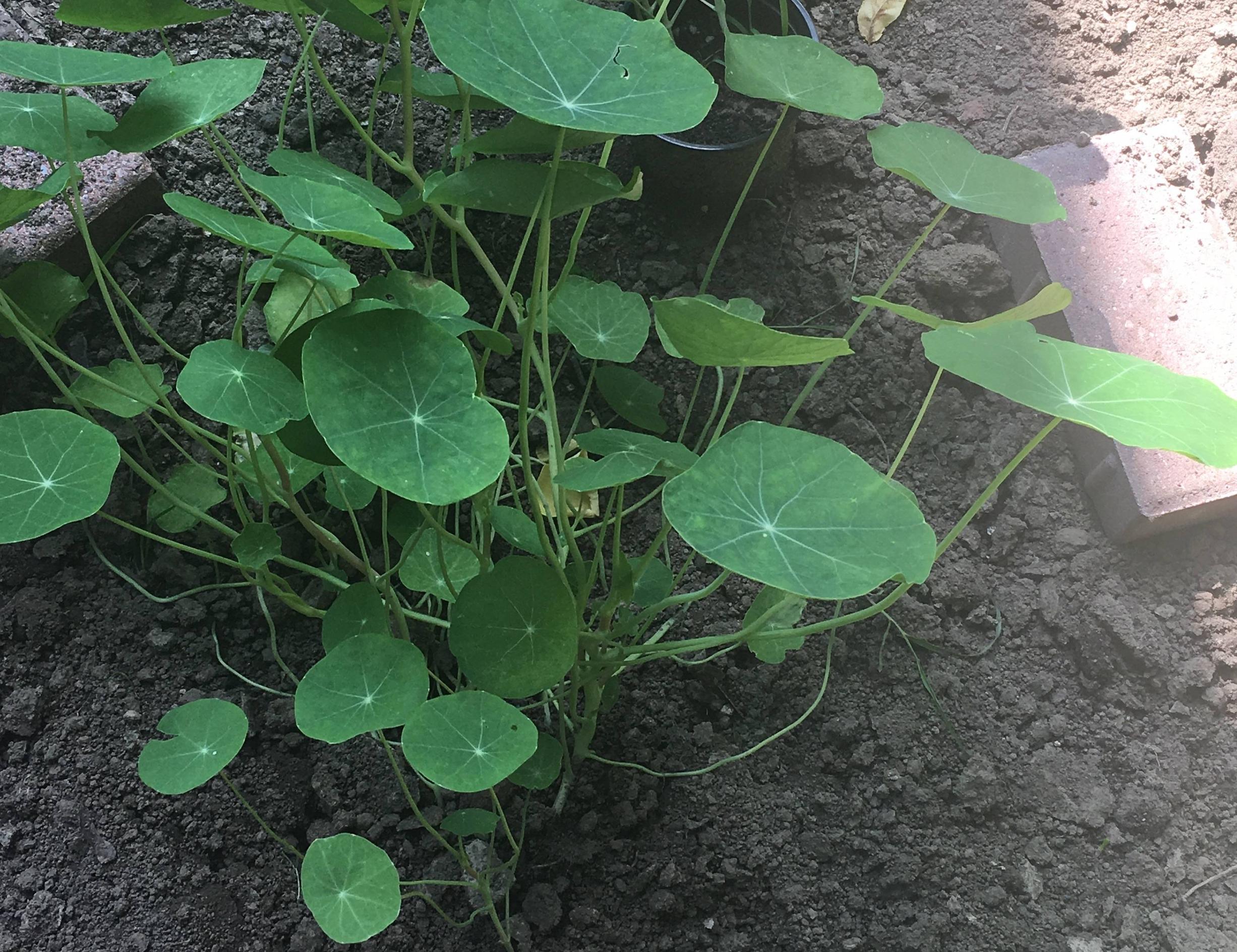 identification What is this plant with almost round leaves with
