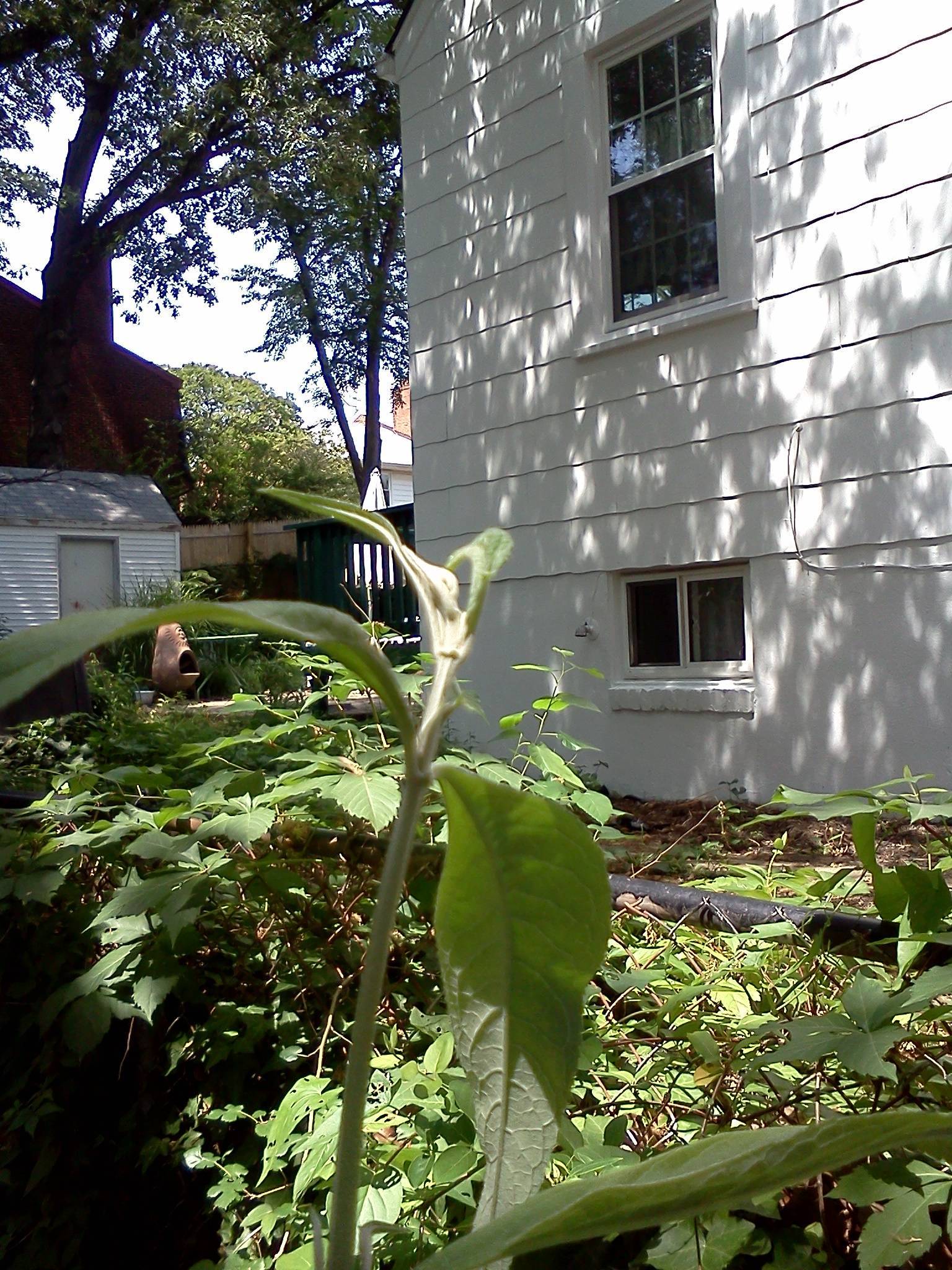 flowering What's wrong with my butterfly bush? Gardening