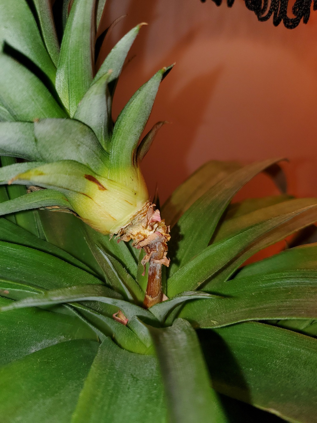 houseplants Is my pineapple plant dying? Gardening & Landscaping Stack Exchange