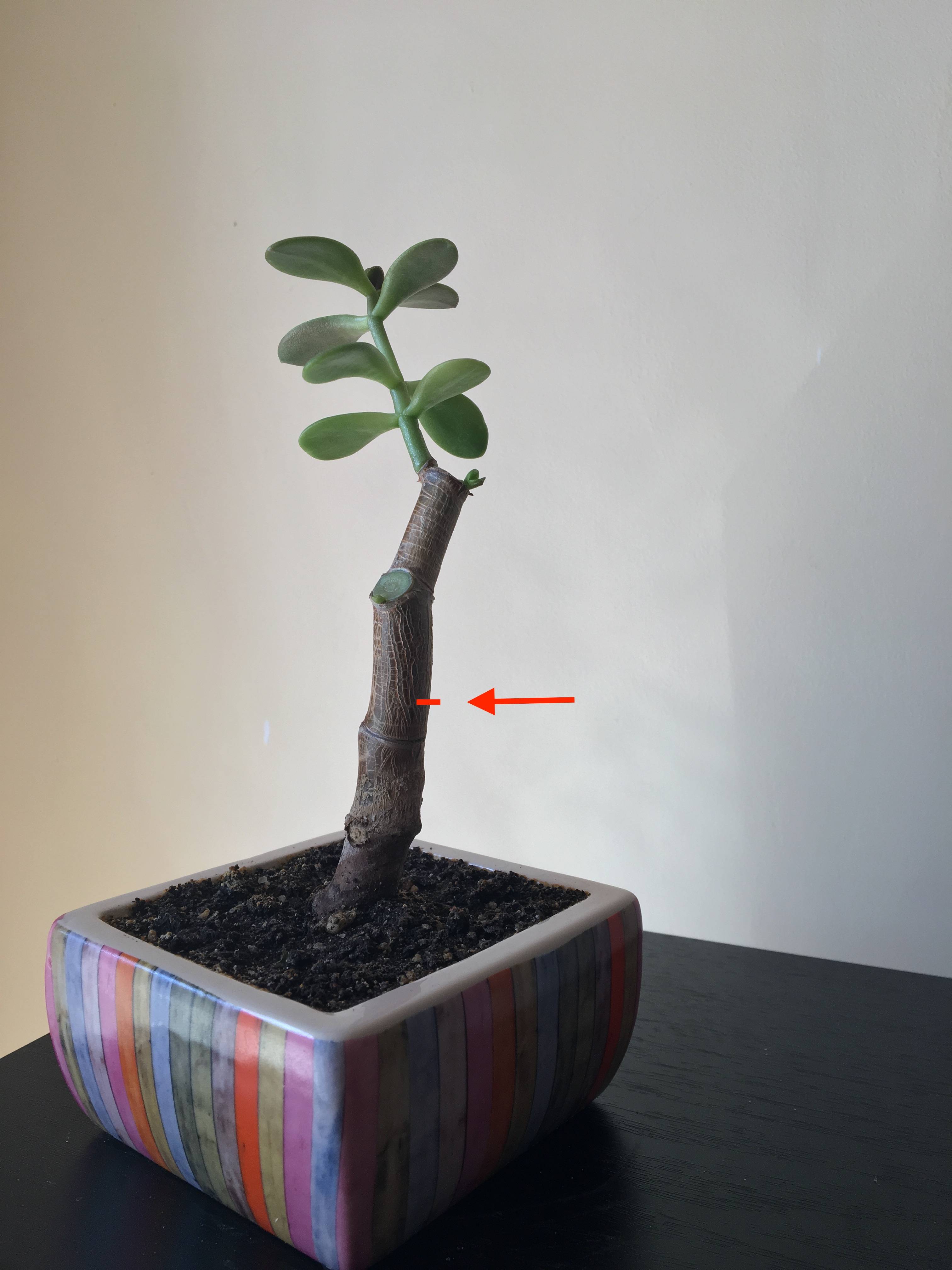 pruning Jade tree trunk cut?