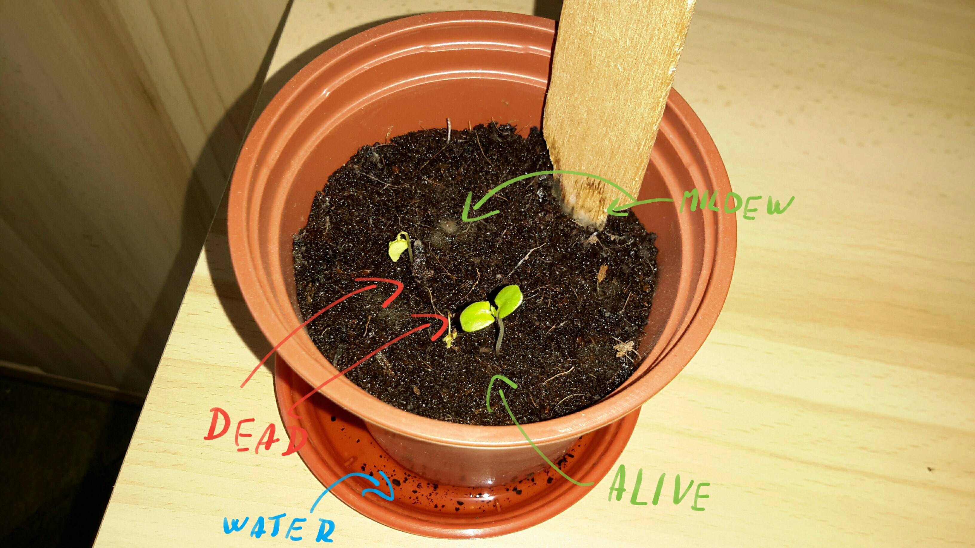 diagnosis Why are my germinating mimosa pudicas dying? Gardening