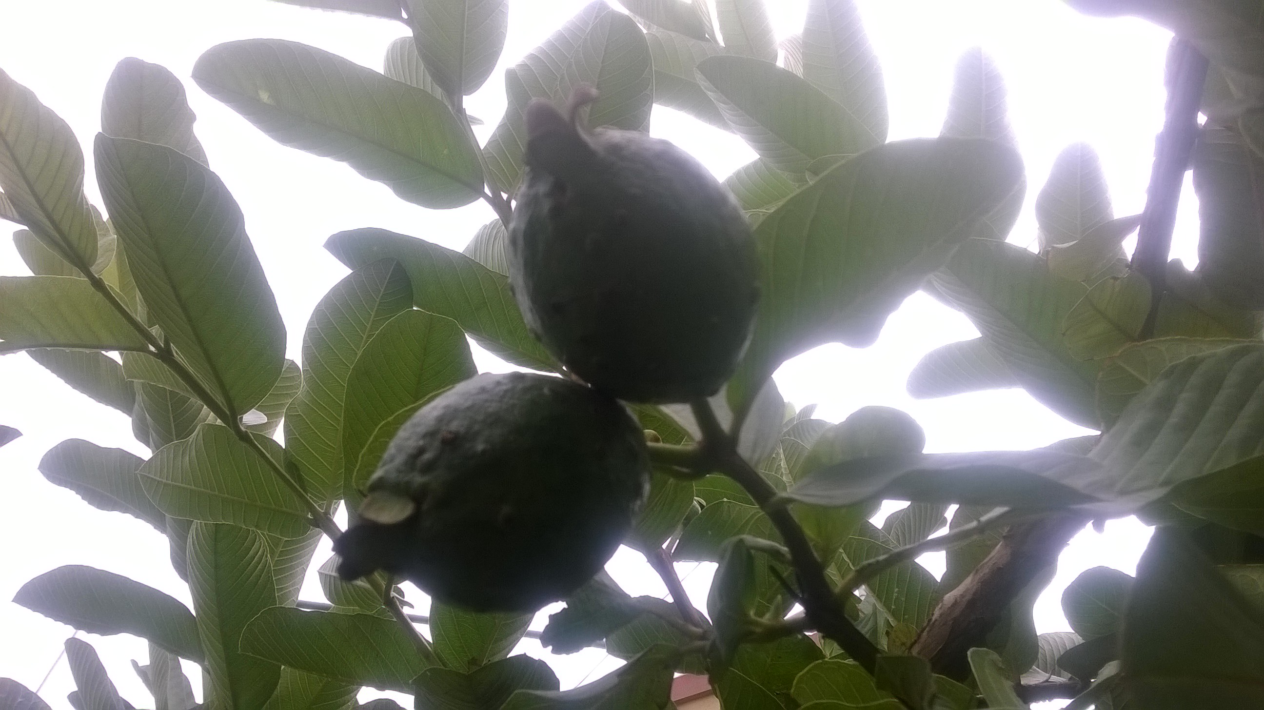diseases What causes dark brown spots on guava fruit? Gardening