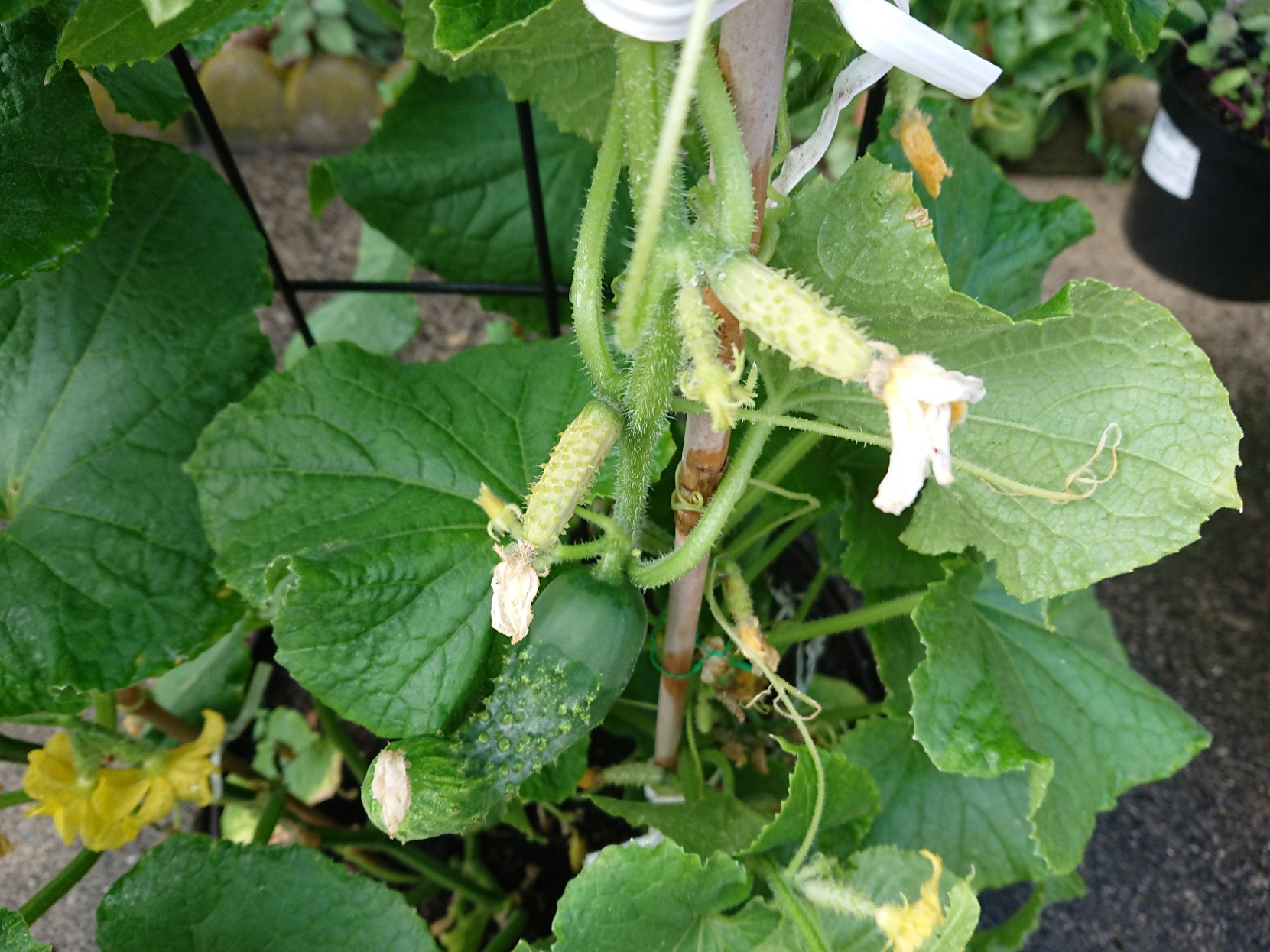 Do gynoecious cucumbers require pollination? Gardening & Landscaping