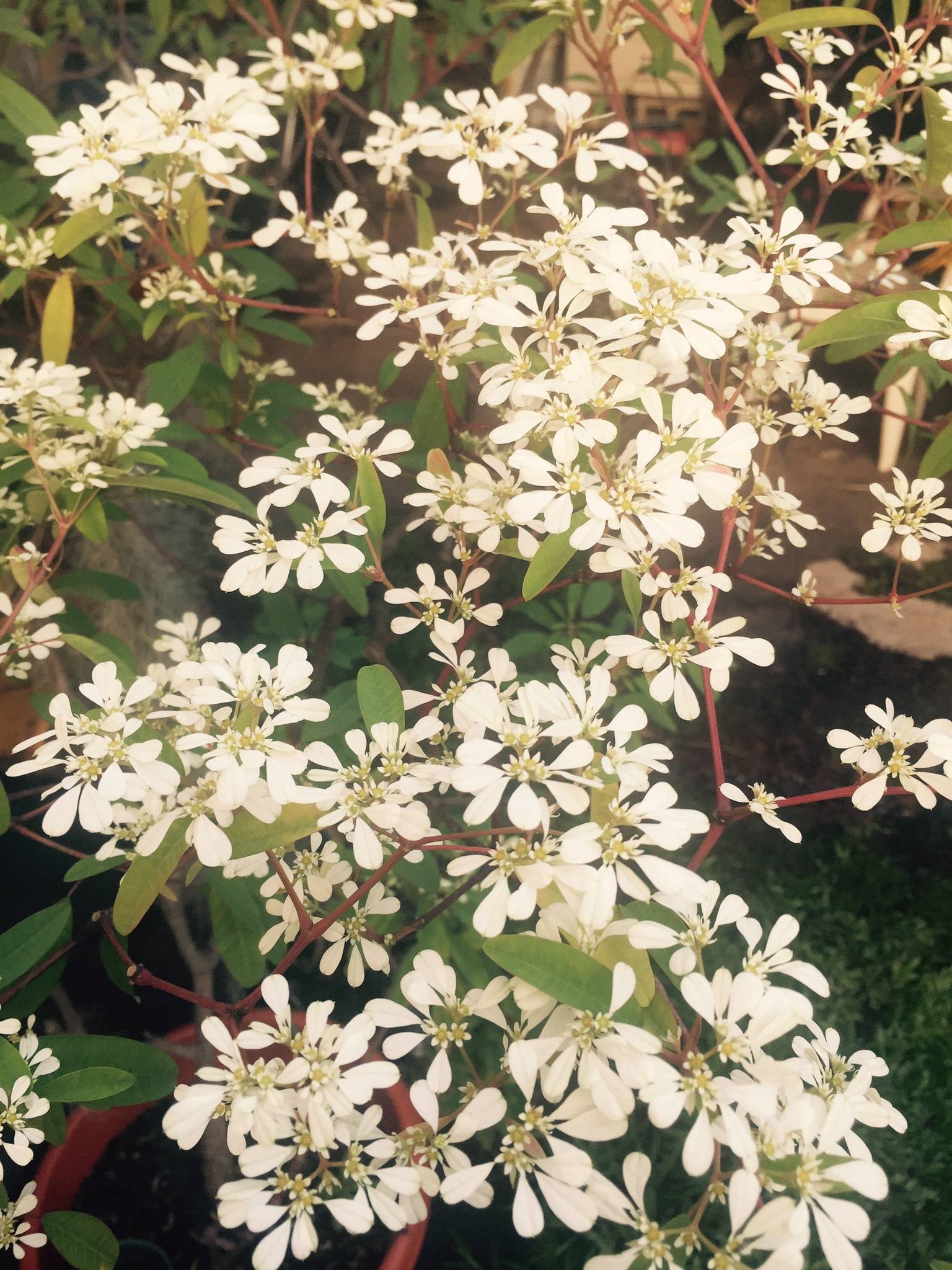 identification What is this wiry plant with thin leaves and white