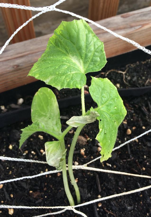 transplanting What are these white spots and wilting leaves on my