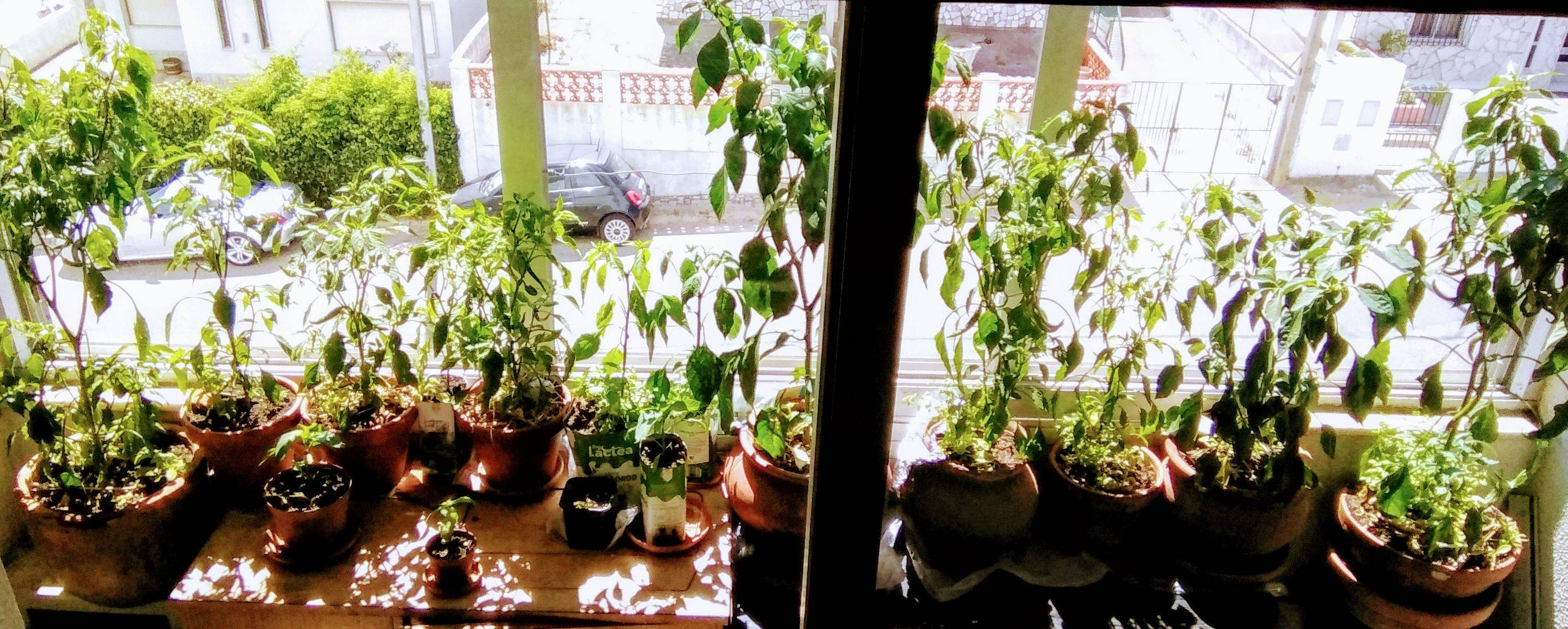 Chilli plant leaves droop during the day and is up during night