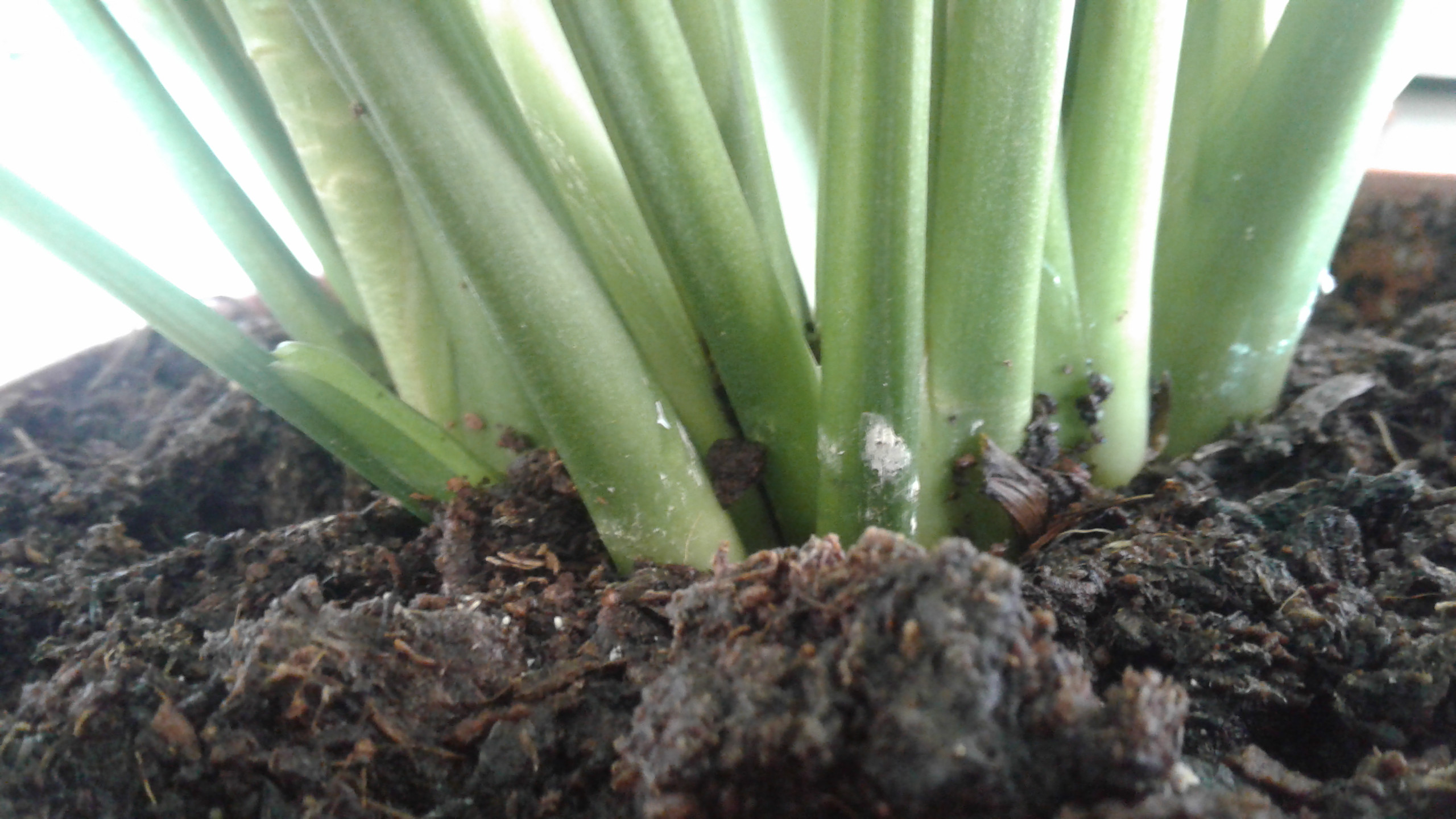 pests Small powdery white around bottom of stems of a Peace Lily, and