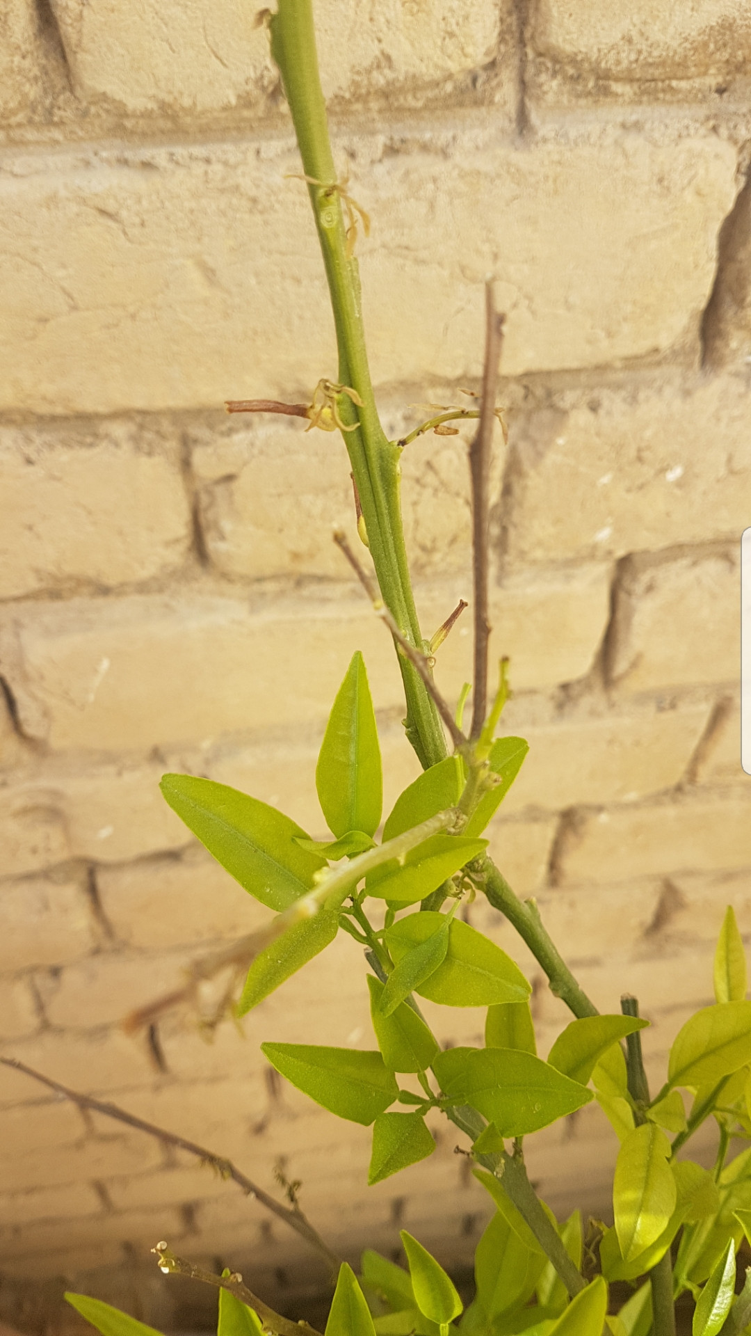 diagnosis Why are my orange trees dropping new leaves and getting dry