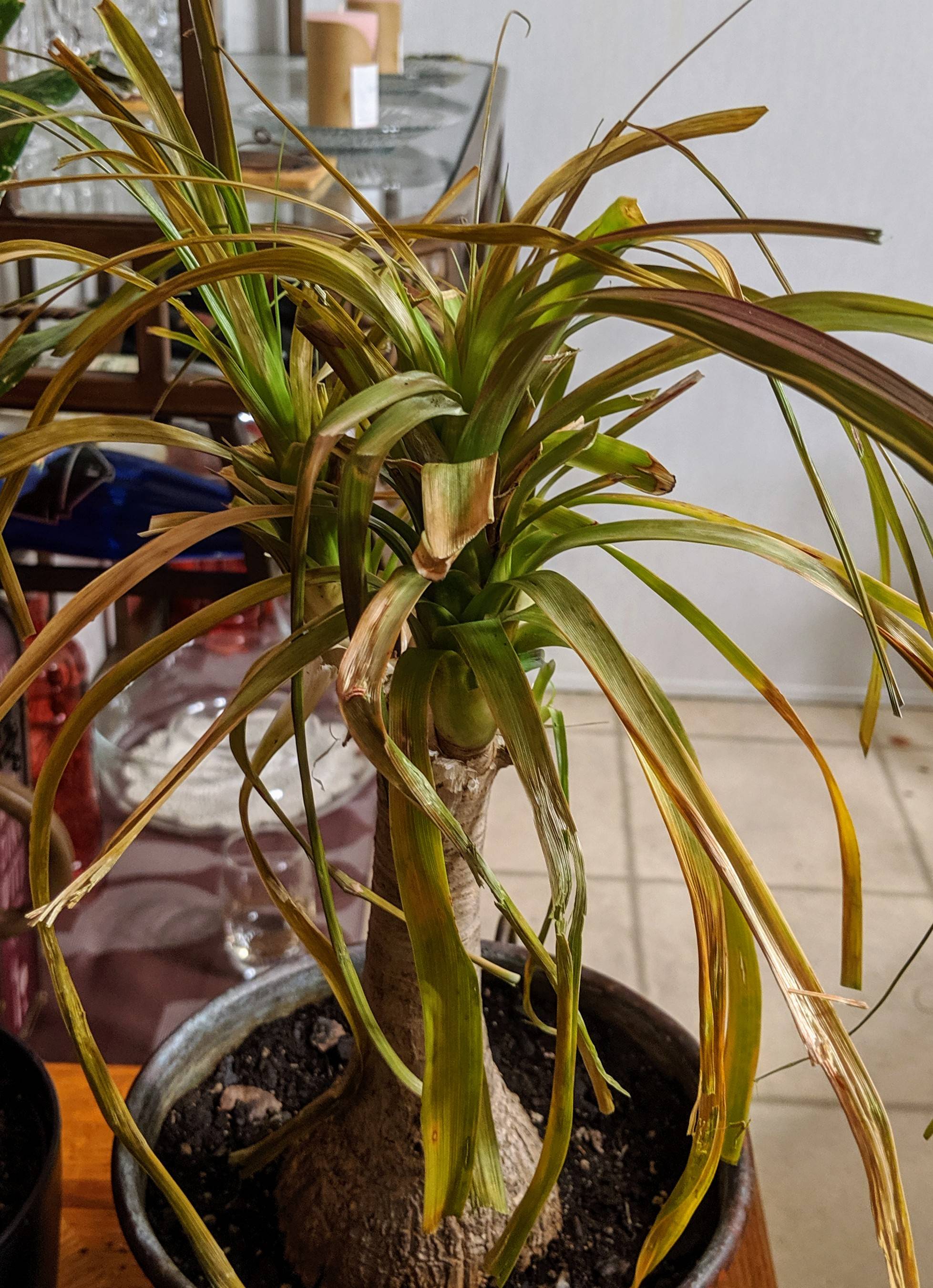 diagnosis What's wrong with my ponytail palm Gardening