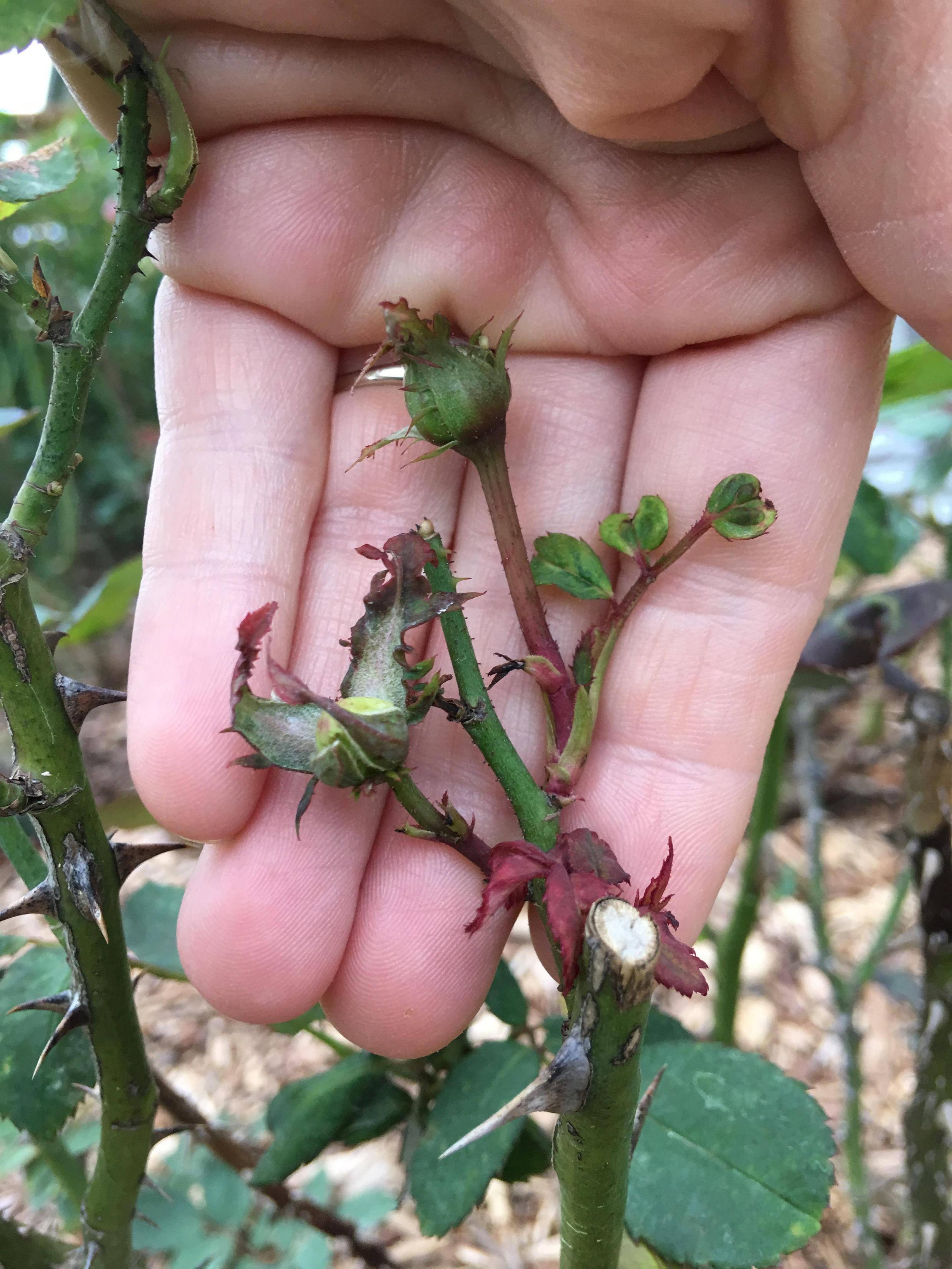 Early Rose Rosette Disease? Gardening & Landscaping Stack Exchange
