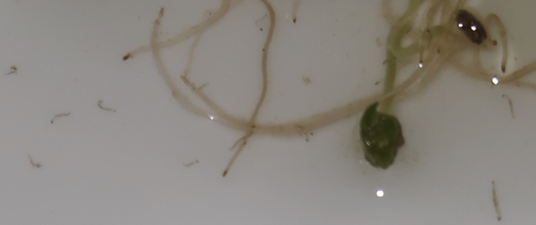 entomology Worm in water identification help Biology Stack Exchange