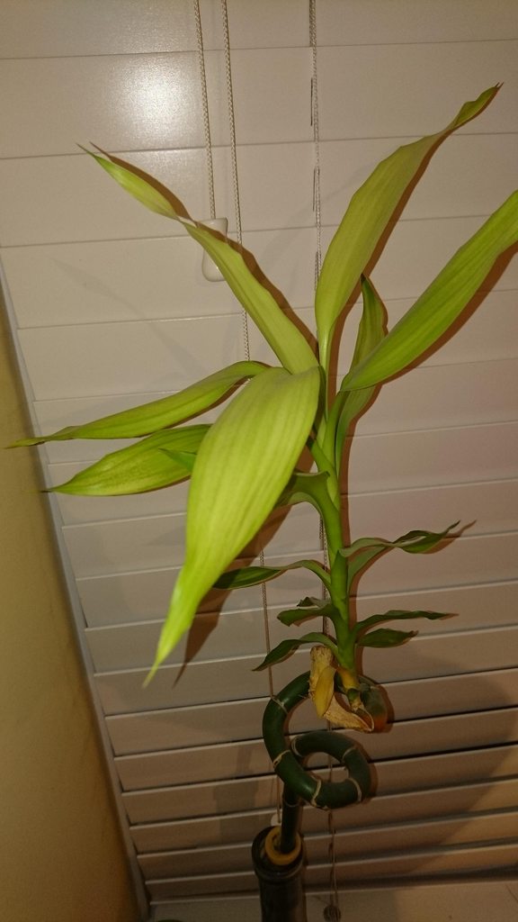 diagnosis Is my lucky bamboo dying and what can I do about it