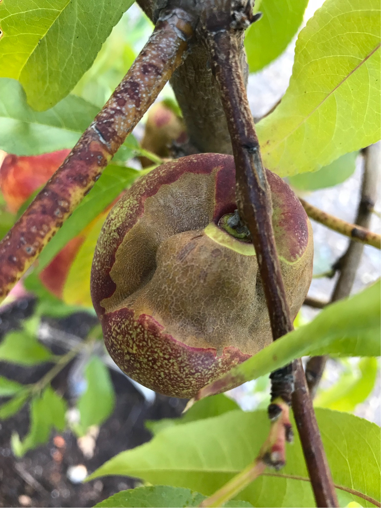 diagnosis Why do some of my nectarines have missing skin and deeply