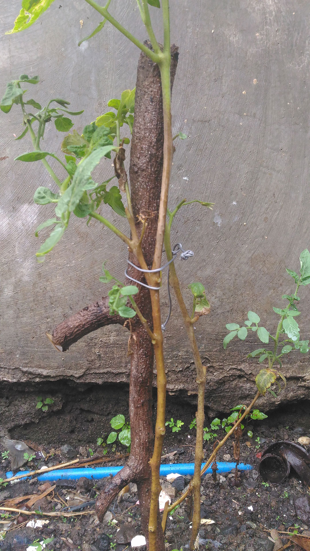 tomatoes Dry brown stem on tomato plant Gardening & Landscaping