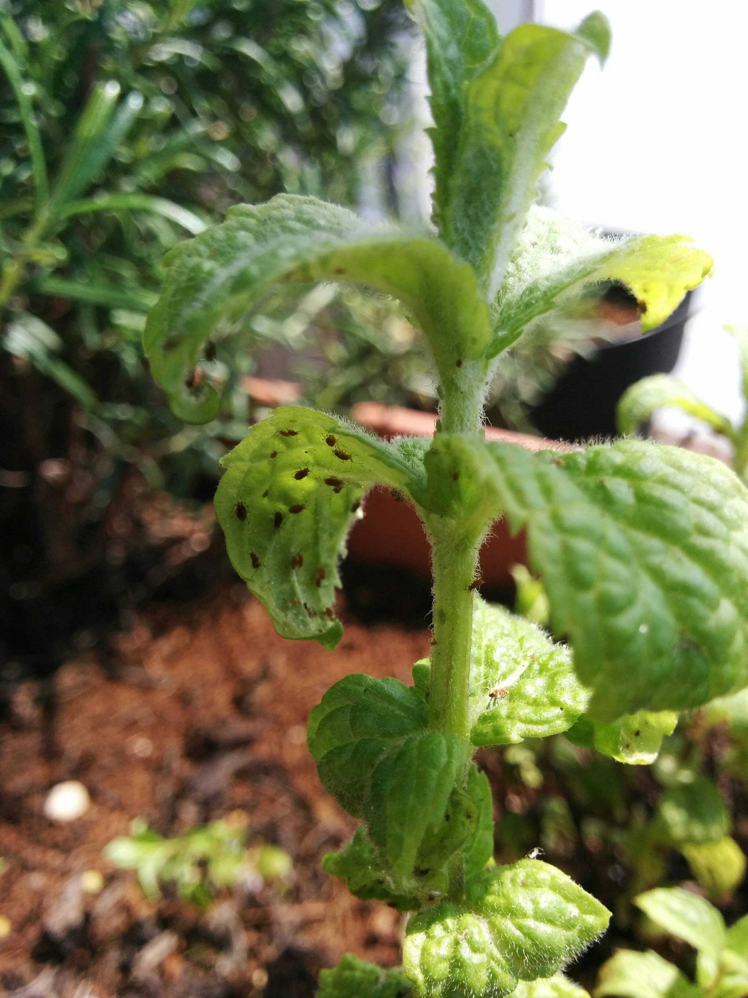 identification Bugs on mint leaves Gardening & Landscaping Stack Exchange