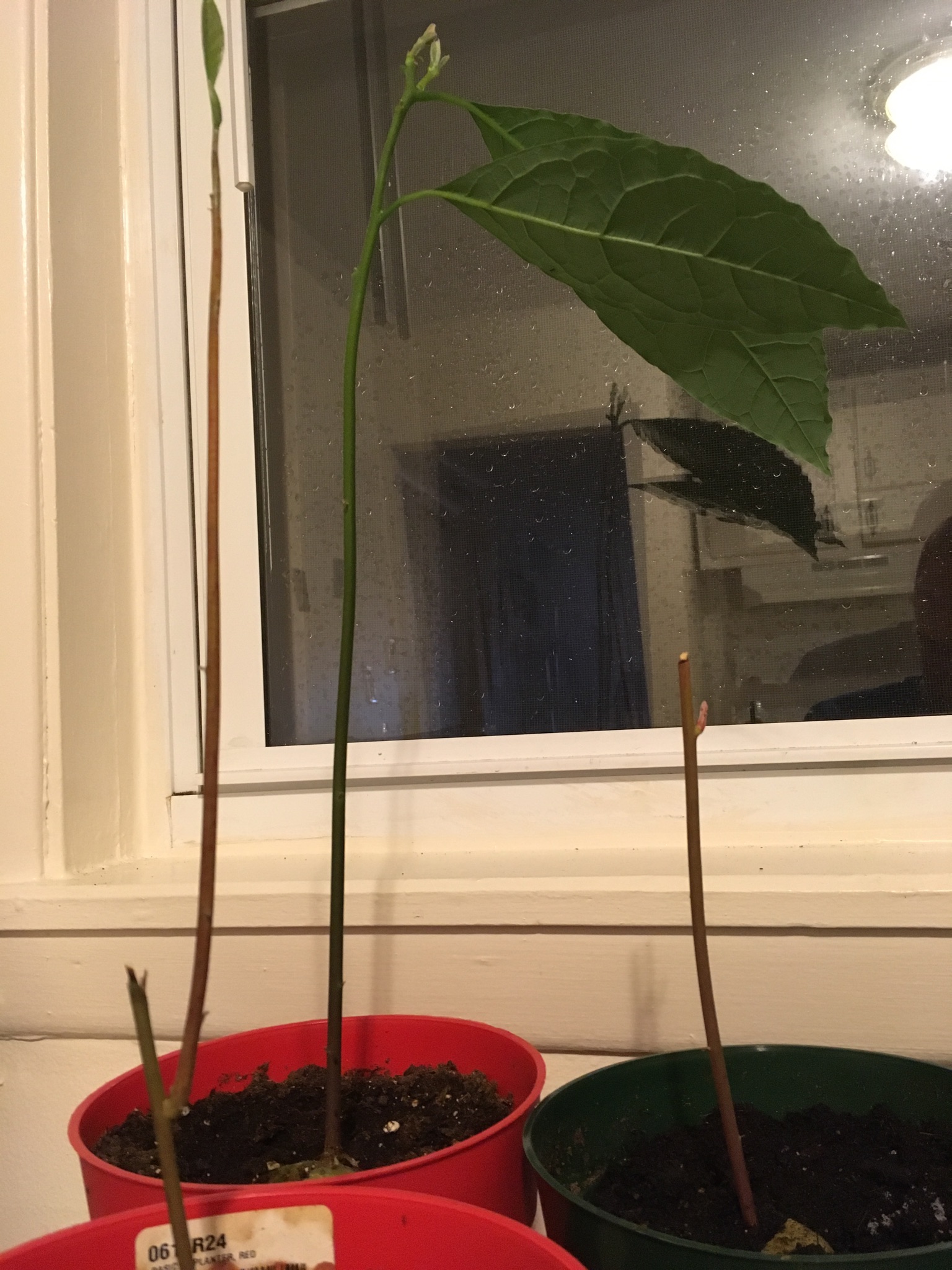 How to Get Indoor Avocado Tree to Branch Out Gardening & Landscaping