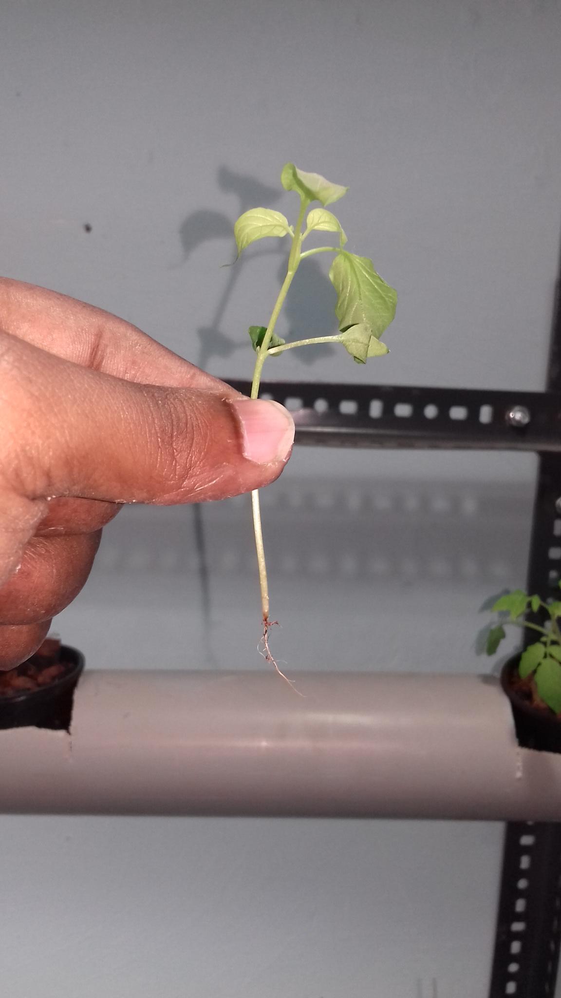 diagnosis Why are my vegetable plants in my hydroponic system dying