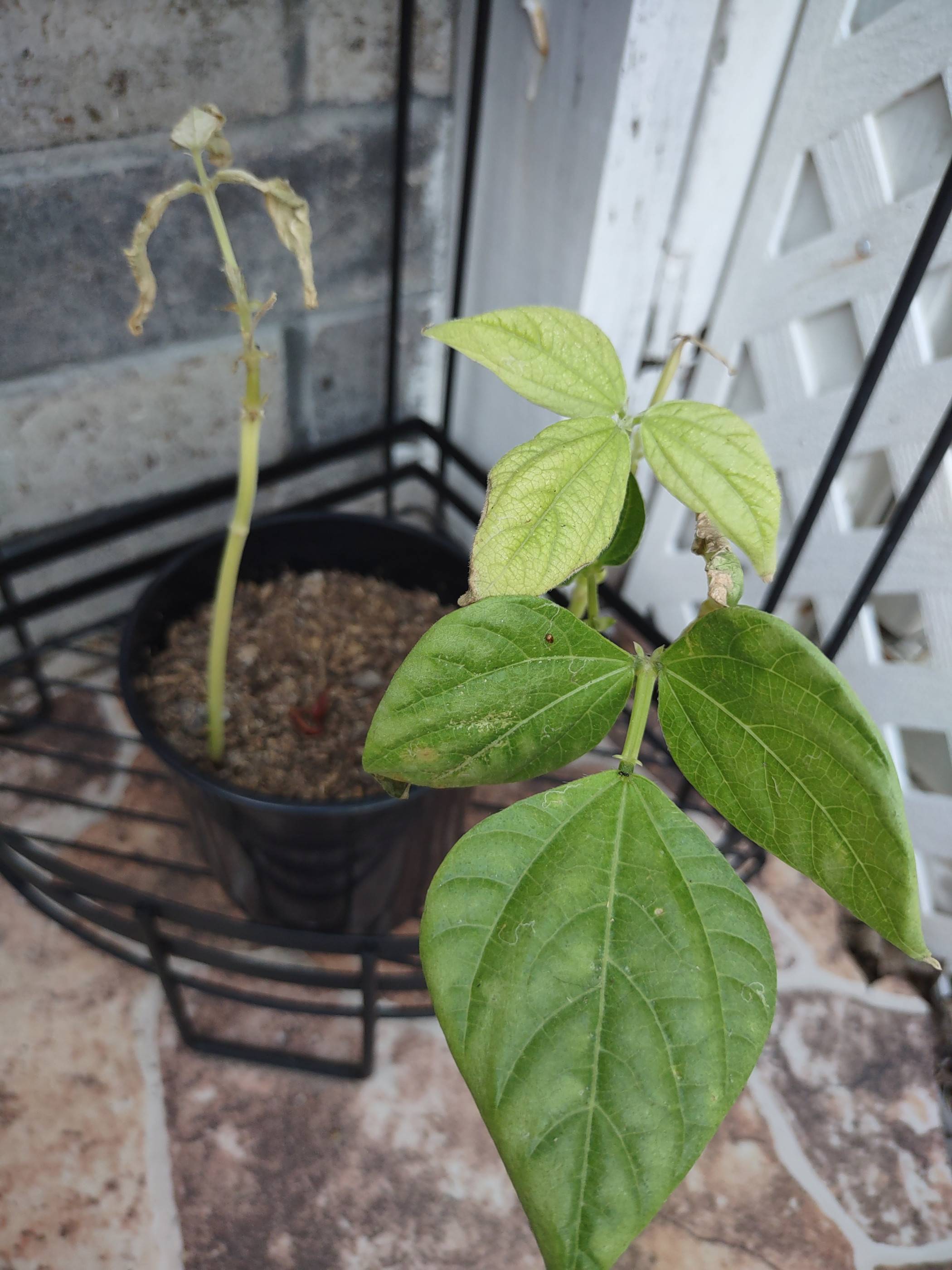 houseplants My bean plants are struggling, how can I help them