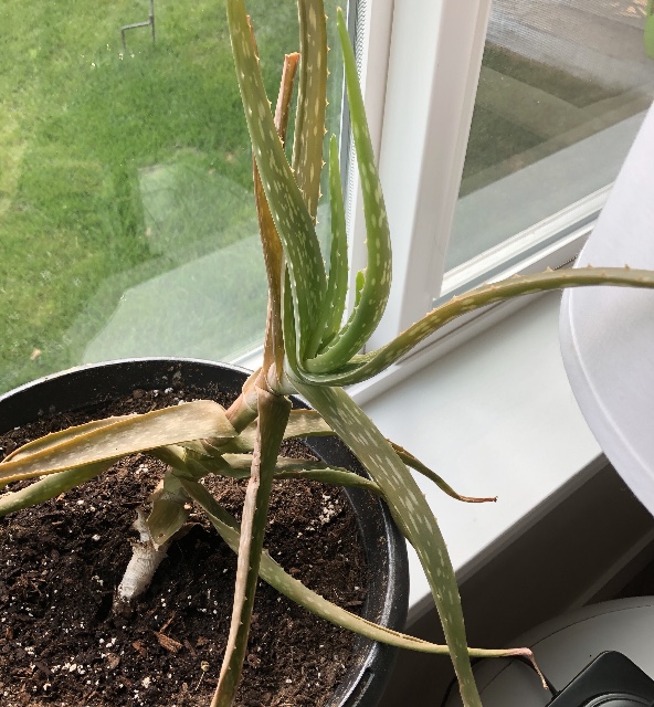 plant care Why is my aloe turning brown? Gardening & Landscaping