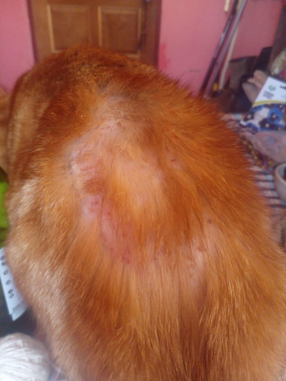 grooming What's Causing my cat's hair loss Pets Stack Exchange