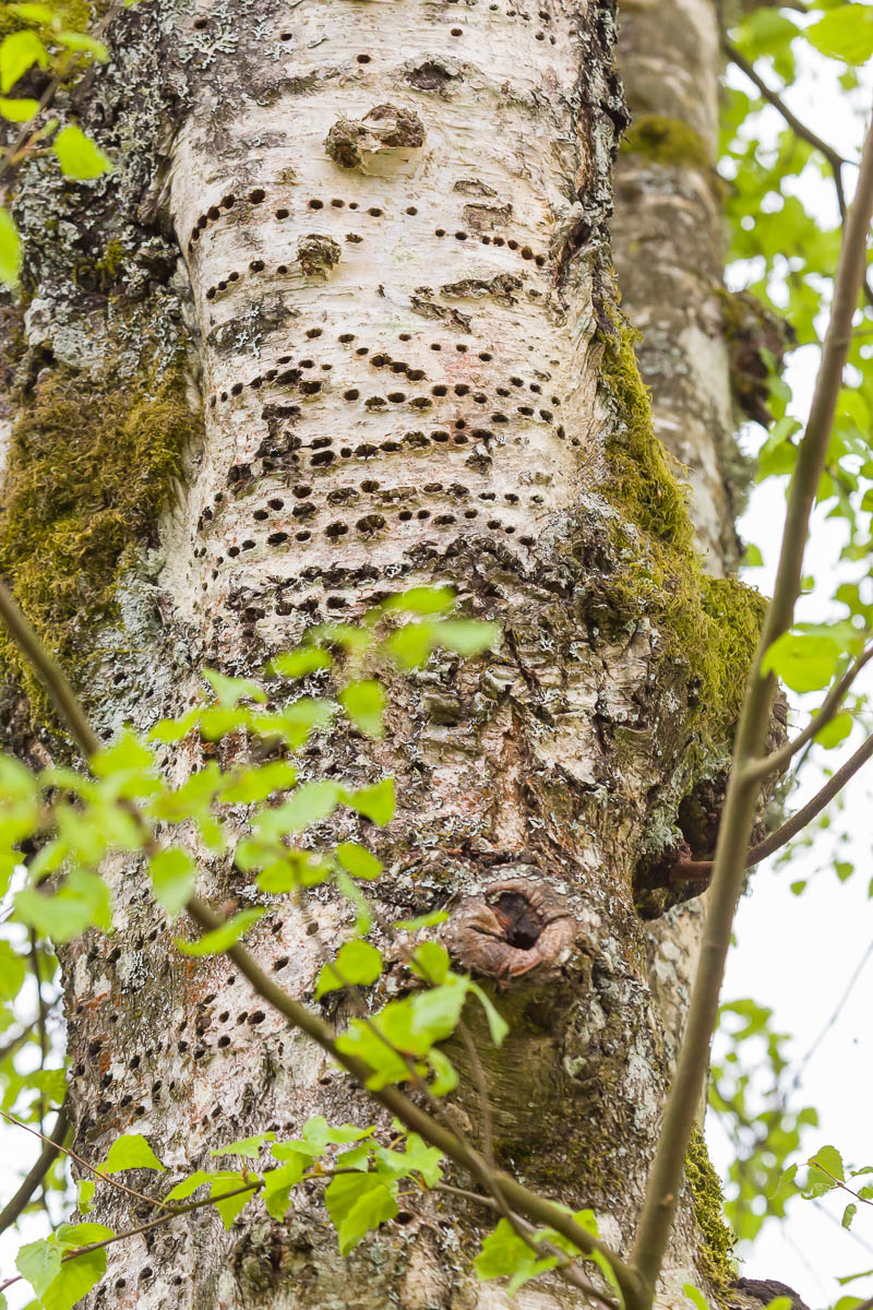 trees Is this a bronze birch borer infestation? Gardening