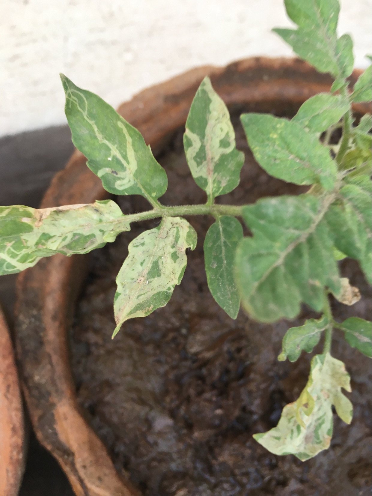 diagnosis Tomato plant leaves drying disease Gardening