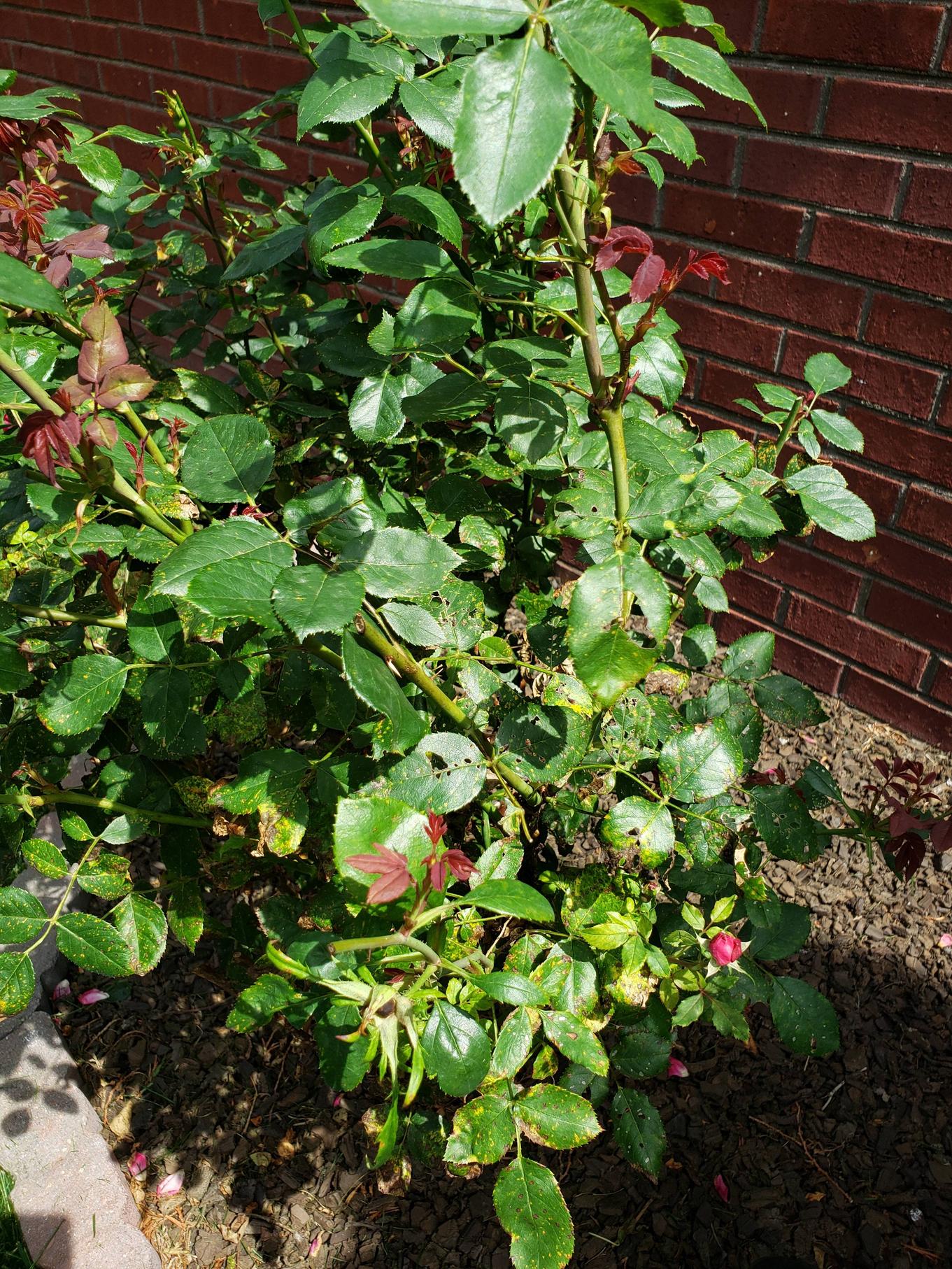 diseases Why do my roses look dry, brown and full of holes