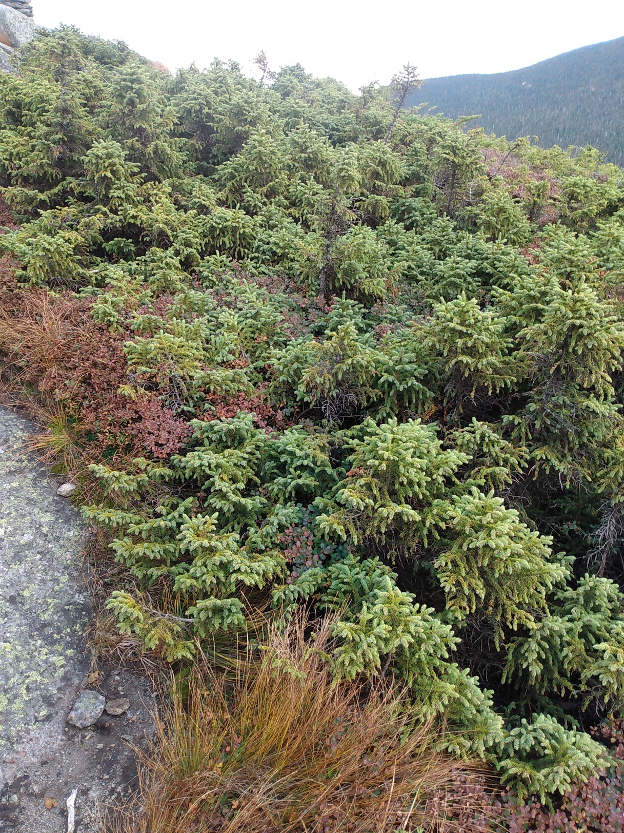 ecology Why do trees grow closer together and lower near the tops of