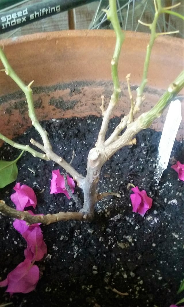 wilt Why has my bougainvillea lost almost all of its leaves? Gardening & Landscaping Stack