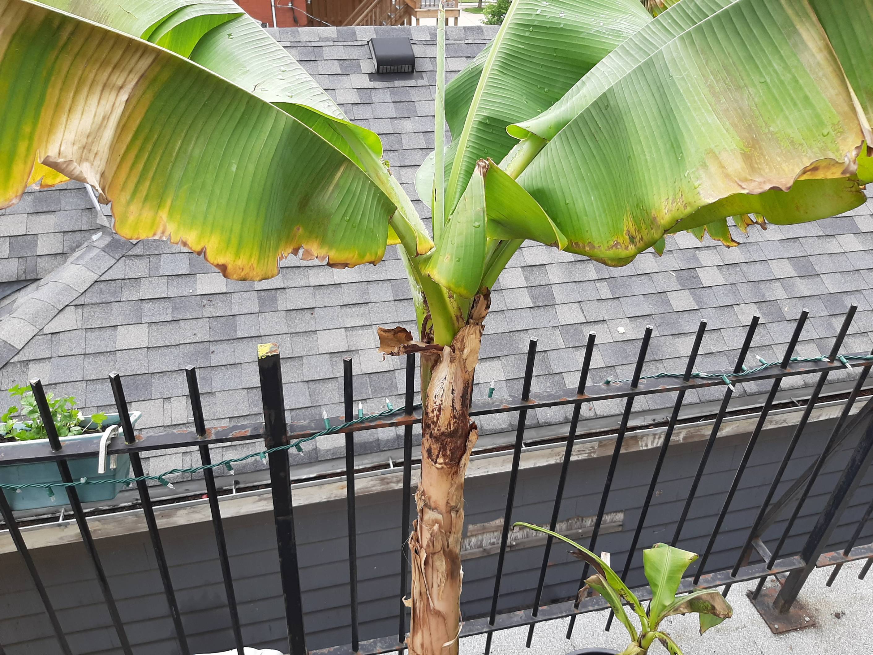 fertilizer Banana tree health declining after repotting, yellowing
