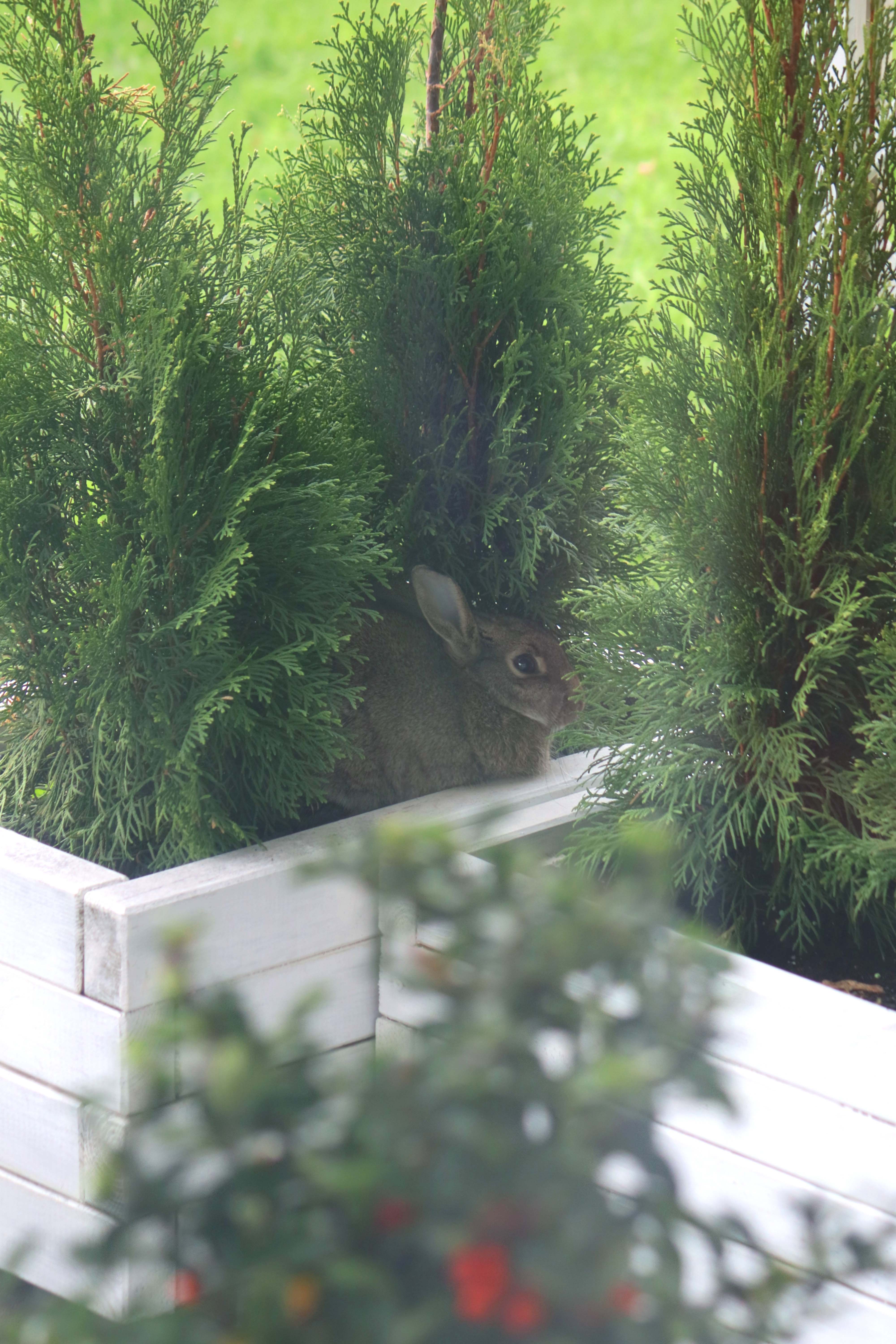 wildlife Should I feed wild rabbits in my garden in winter