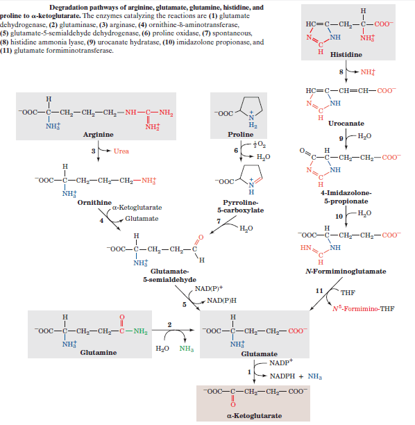 biochemistry What is the structural difference between ketogenic