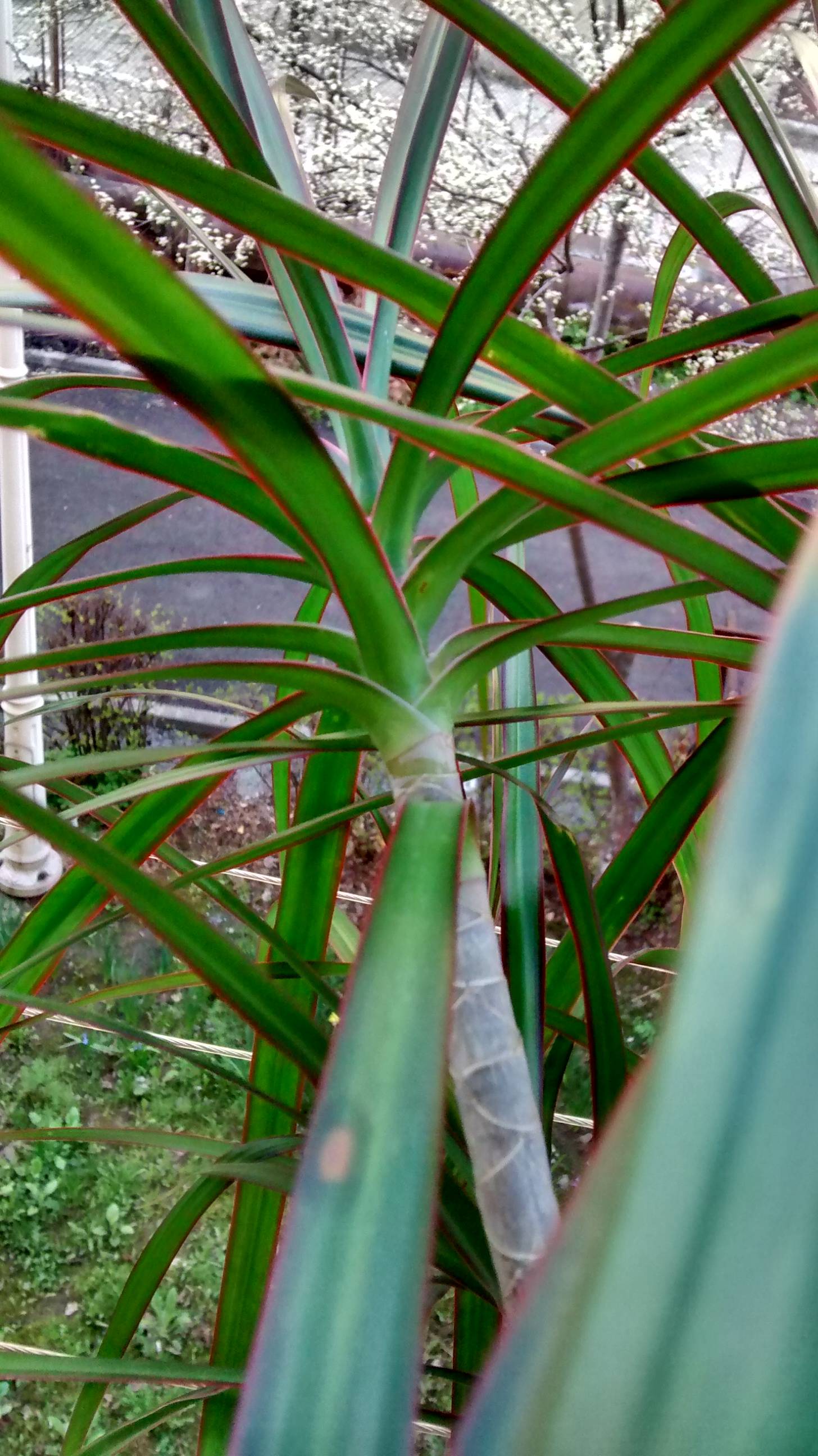 diagnosis Why are my Dracaena marginata leaves getting brown spots