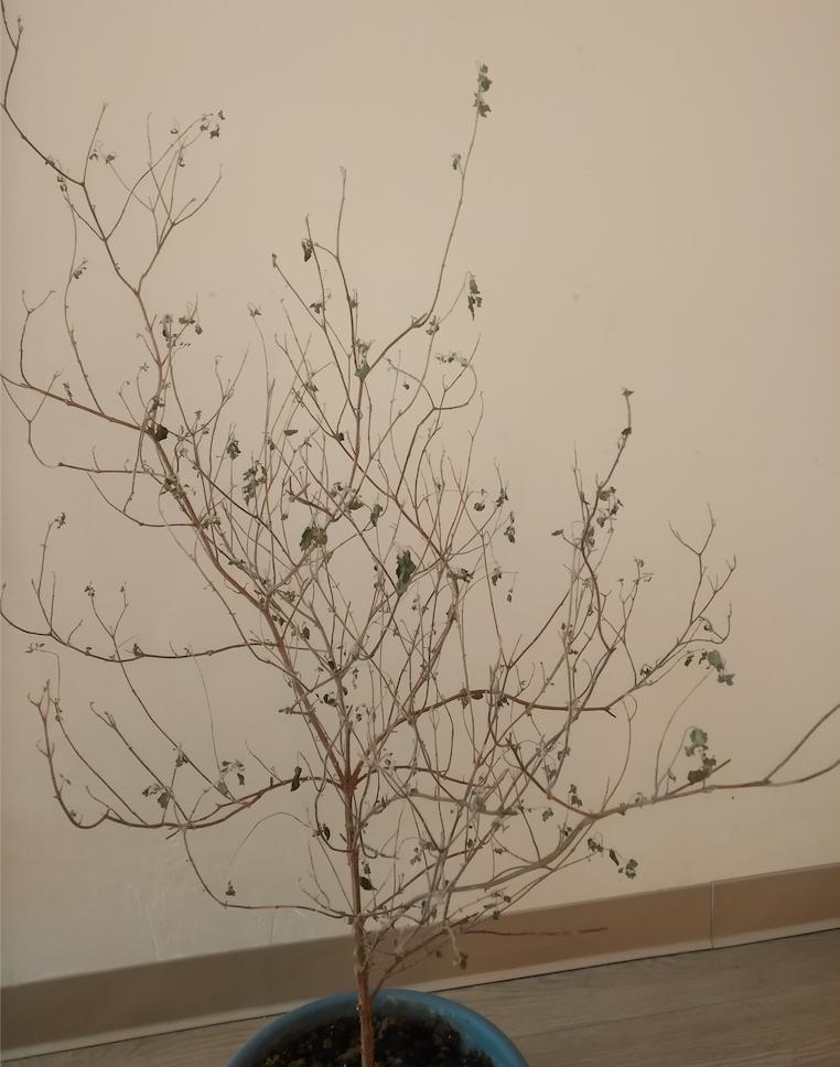 diagnosis Is my Tulsi plant alive? Gardening & Landscaping Stack