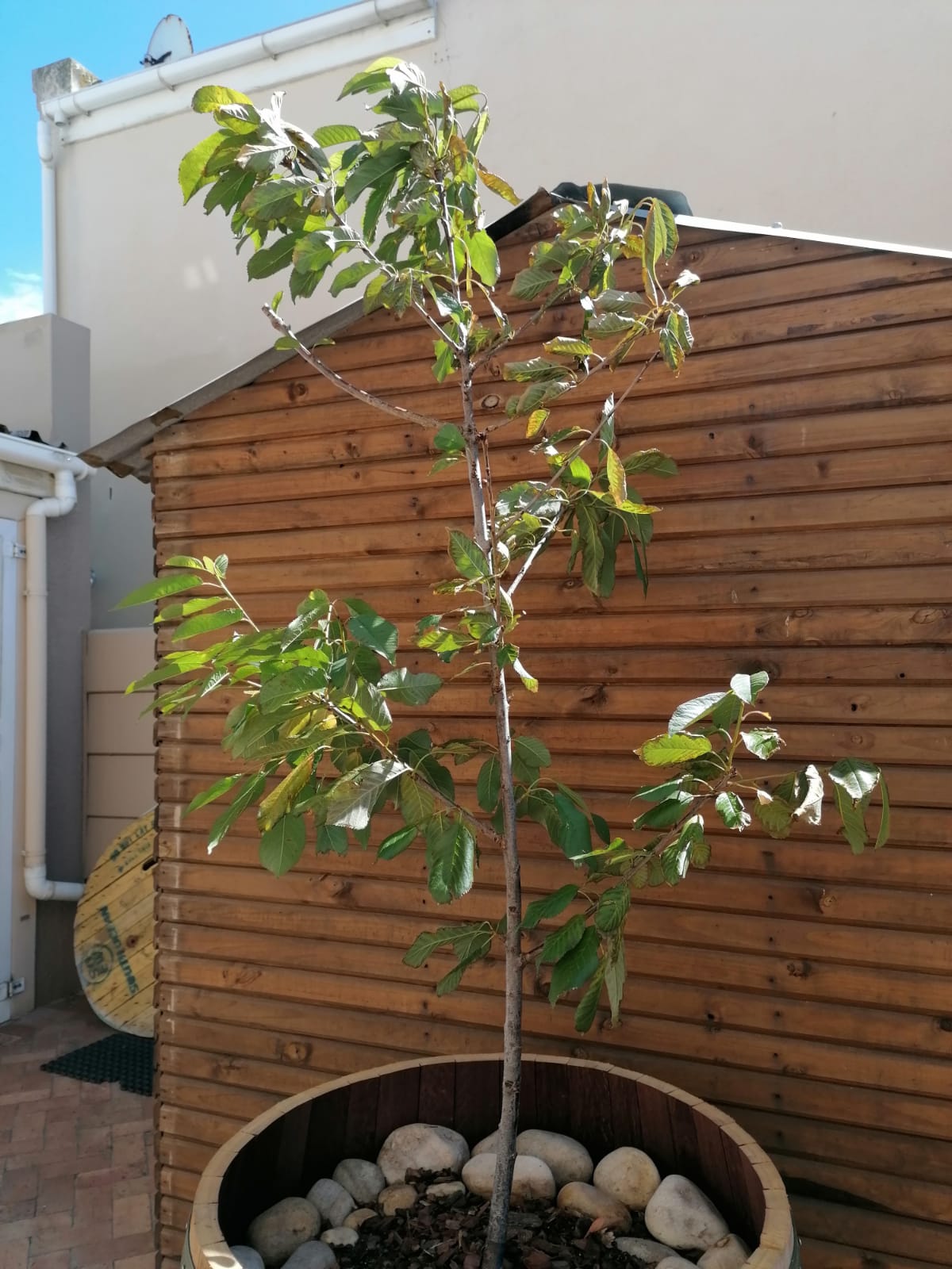 cherries Cherry tree leave droopy and dried up Gardening
