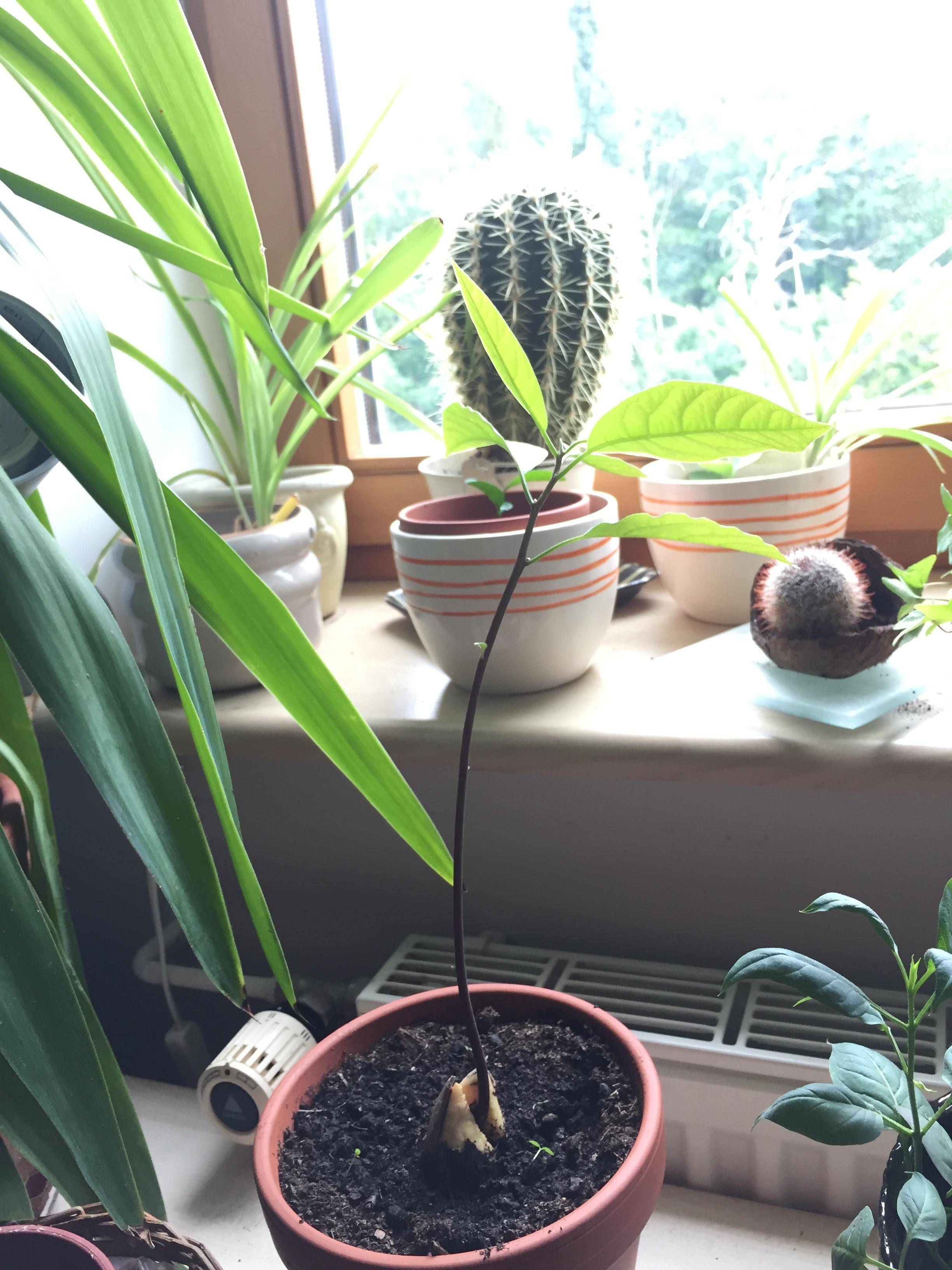 avocado Is it normal for plant leaves to droop at night? Gardening