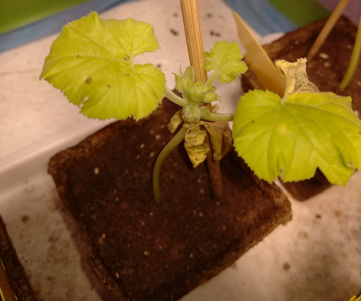 Squash/zucchini plants flowering way too soon Gardening & Landscaping