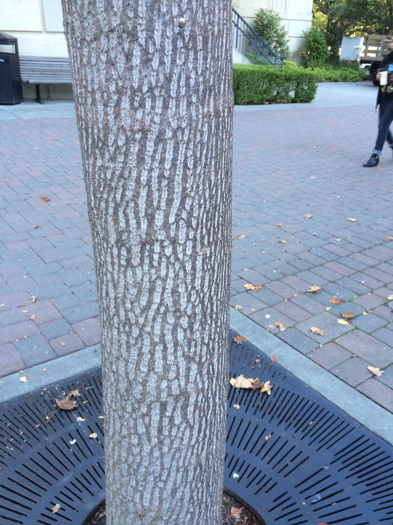 ecology Why do some trees in California have dead brown leaves but