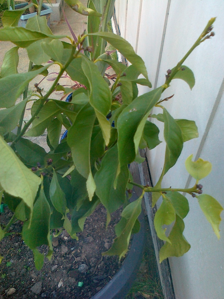 diagnosis Is my lemon tree dying? Gardening & Landscaping Stack