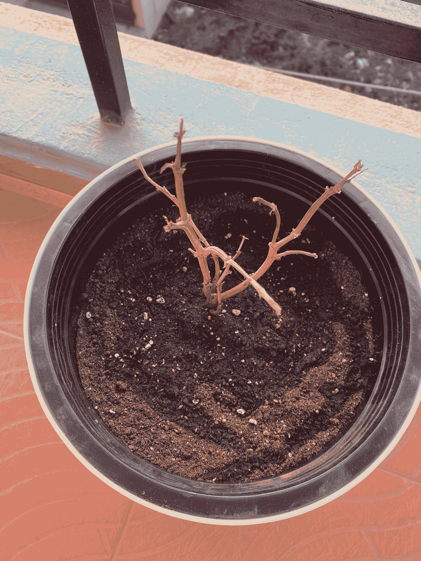 Why are my repotted plants dying/not growing? Gardening & Landscaping