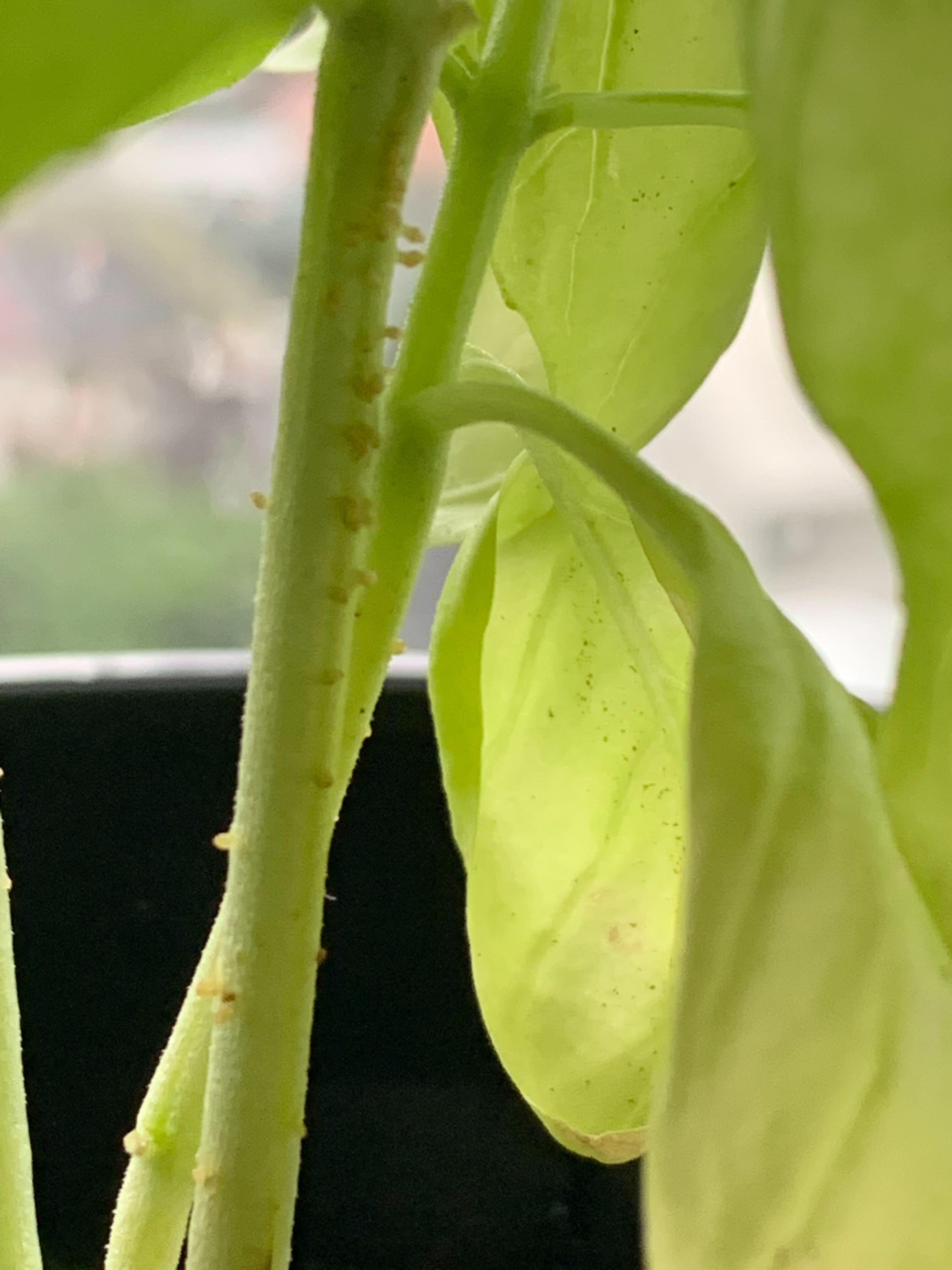 identification light yellow green growths on basil plant stem