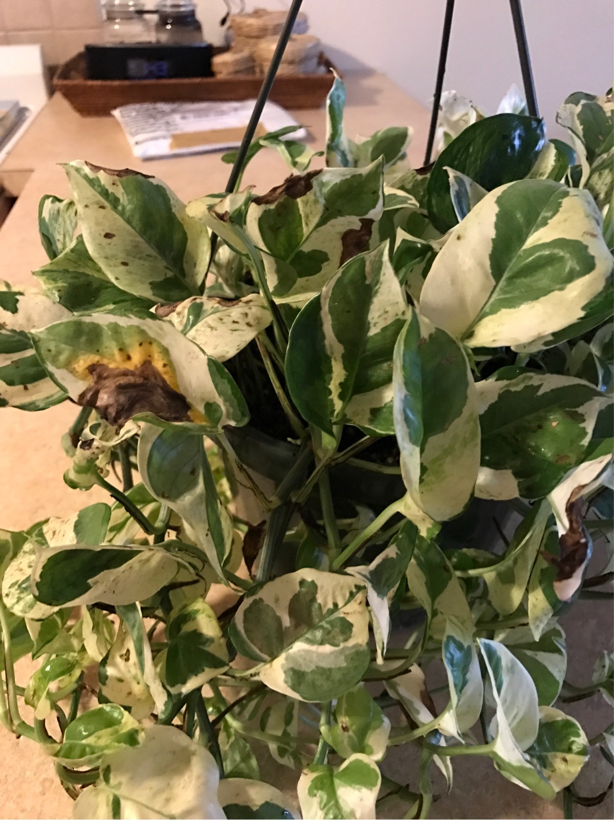 diagnosis Why does my house plant have brown leaves? Gardening