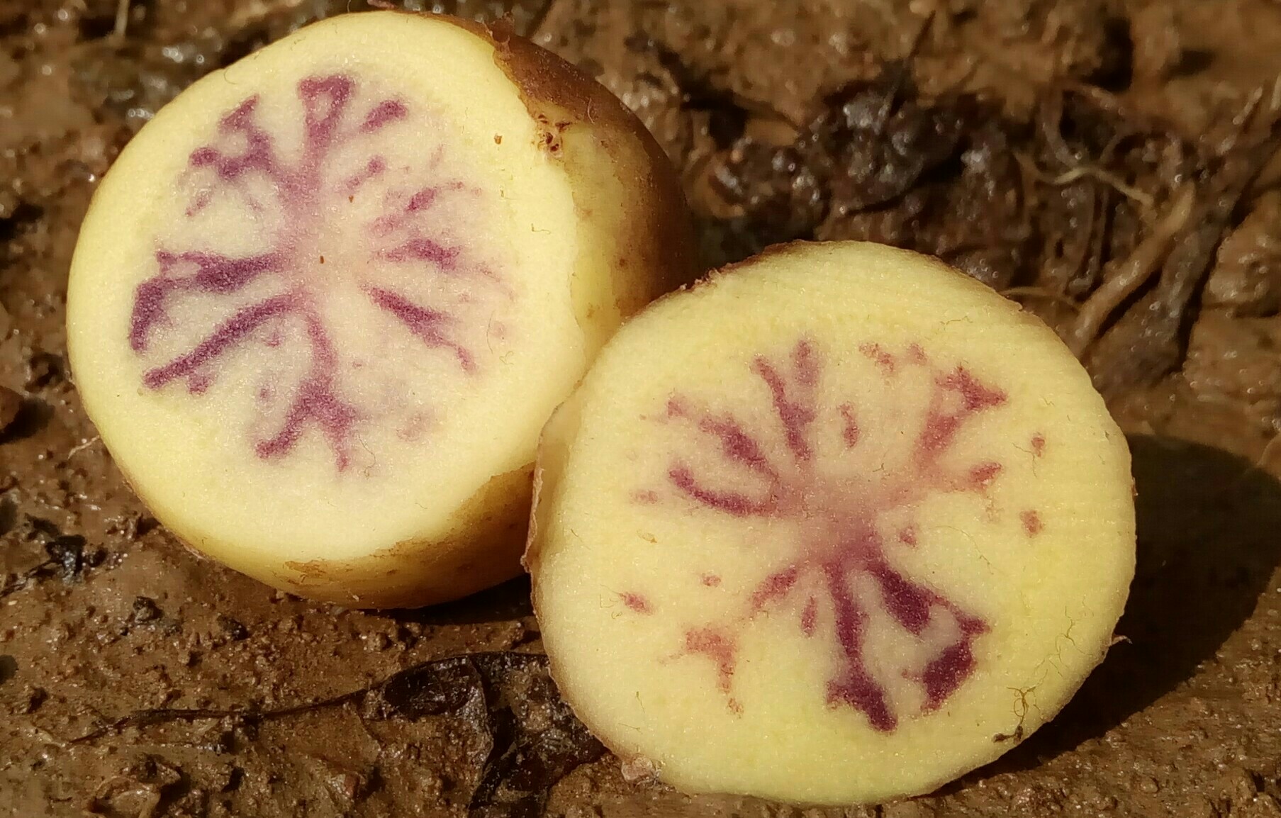 botany Potato with purple veins! Biology Stack Exchange