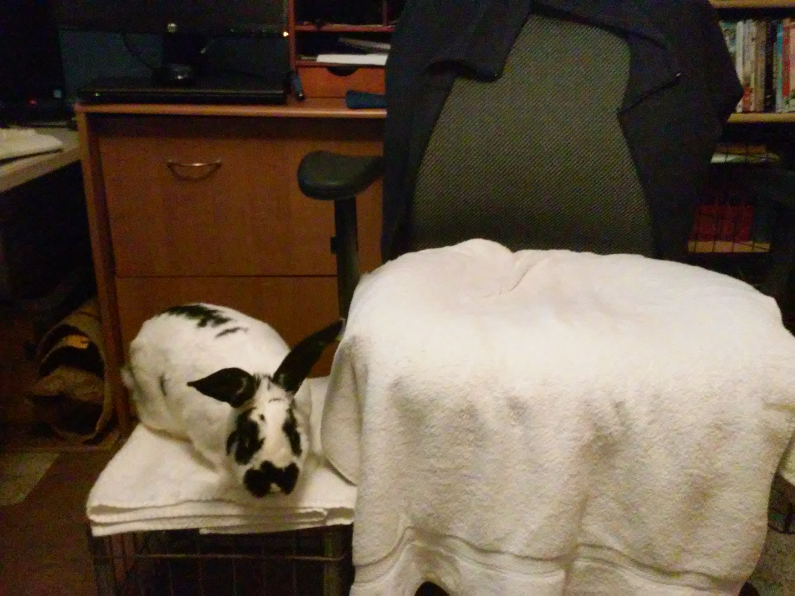 dogs Pet sidecar for an office chair? Pets Stack Exchange