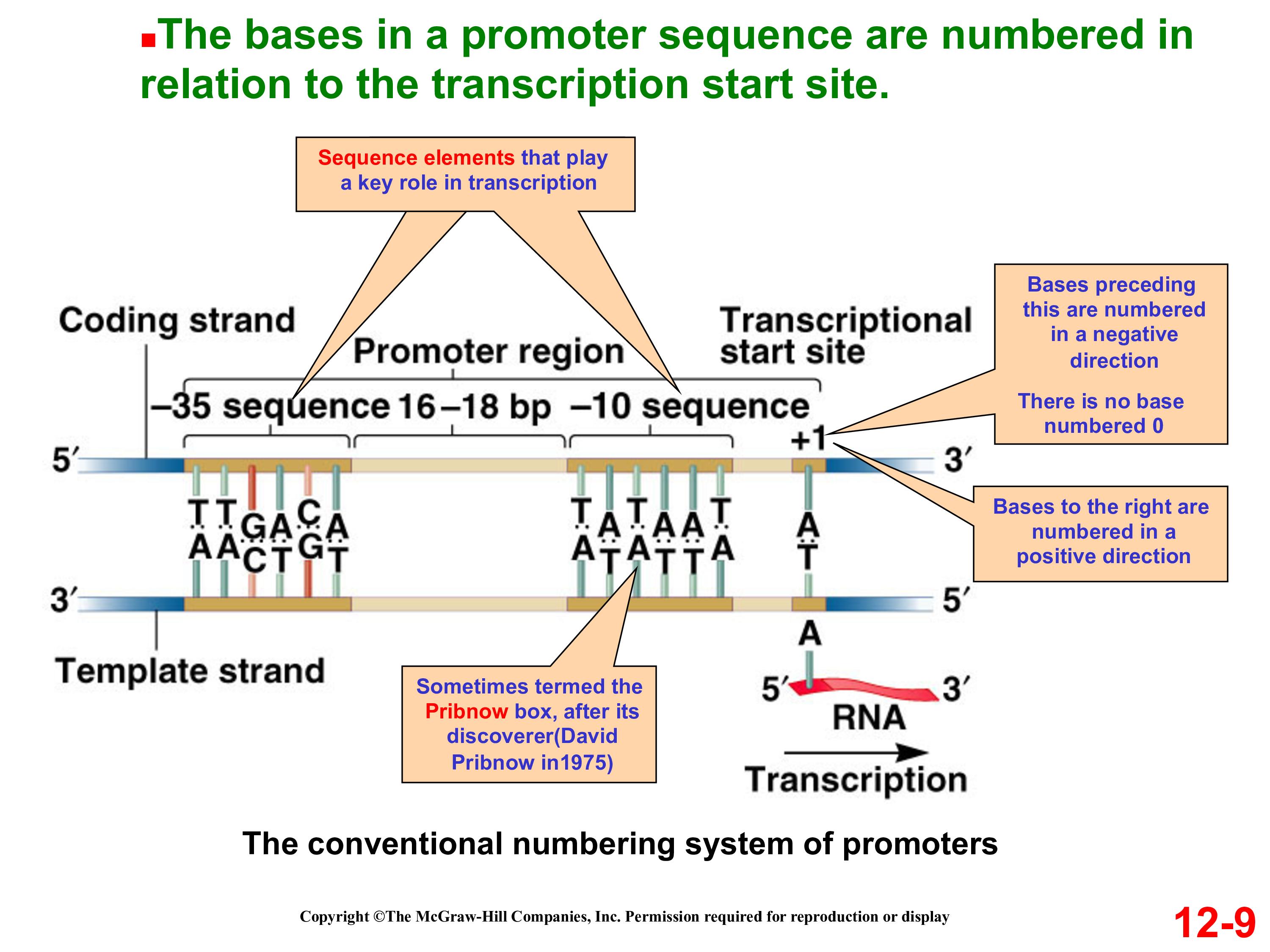 Why are prokaryotic promoter sequences written 5' to 3