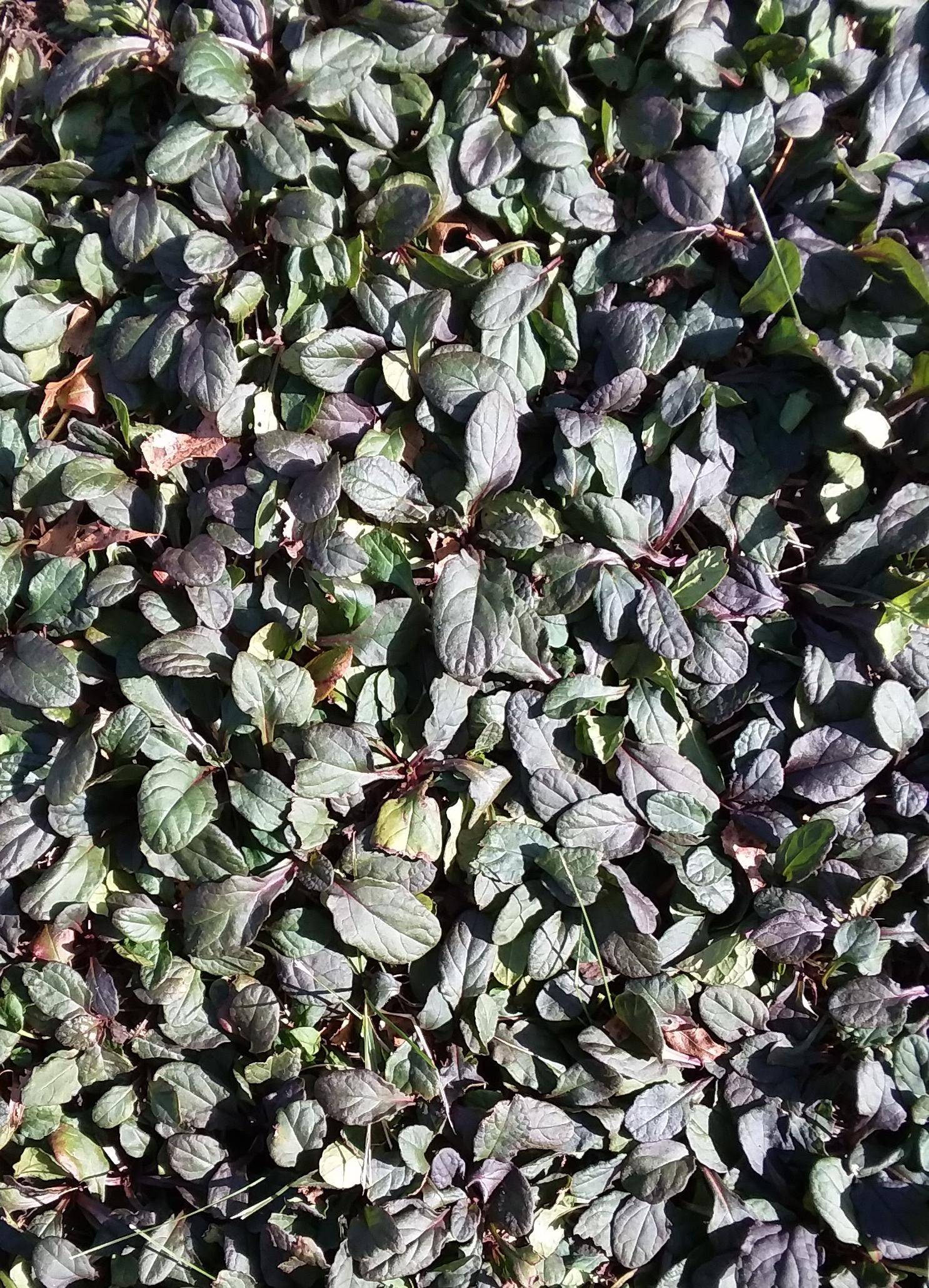 identification - What is this ground cover plant? - Gardening